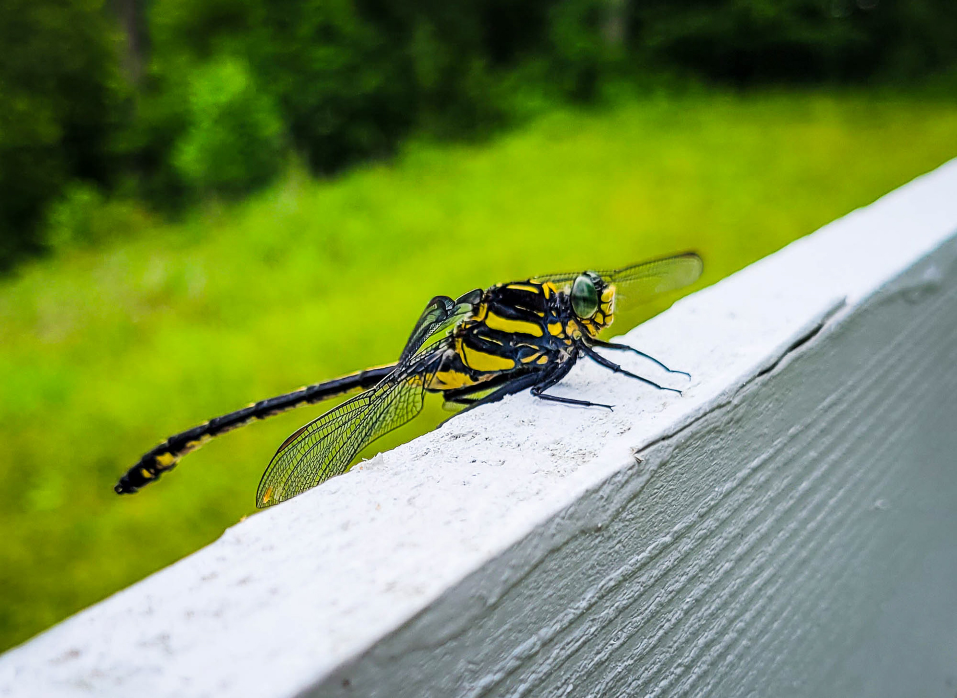 Dragonhunter dragonfly