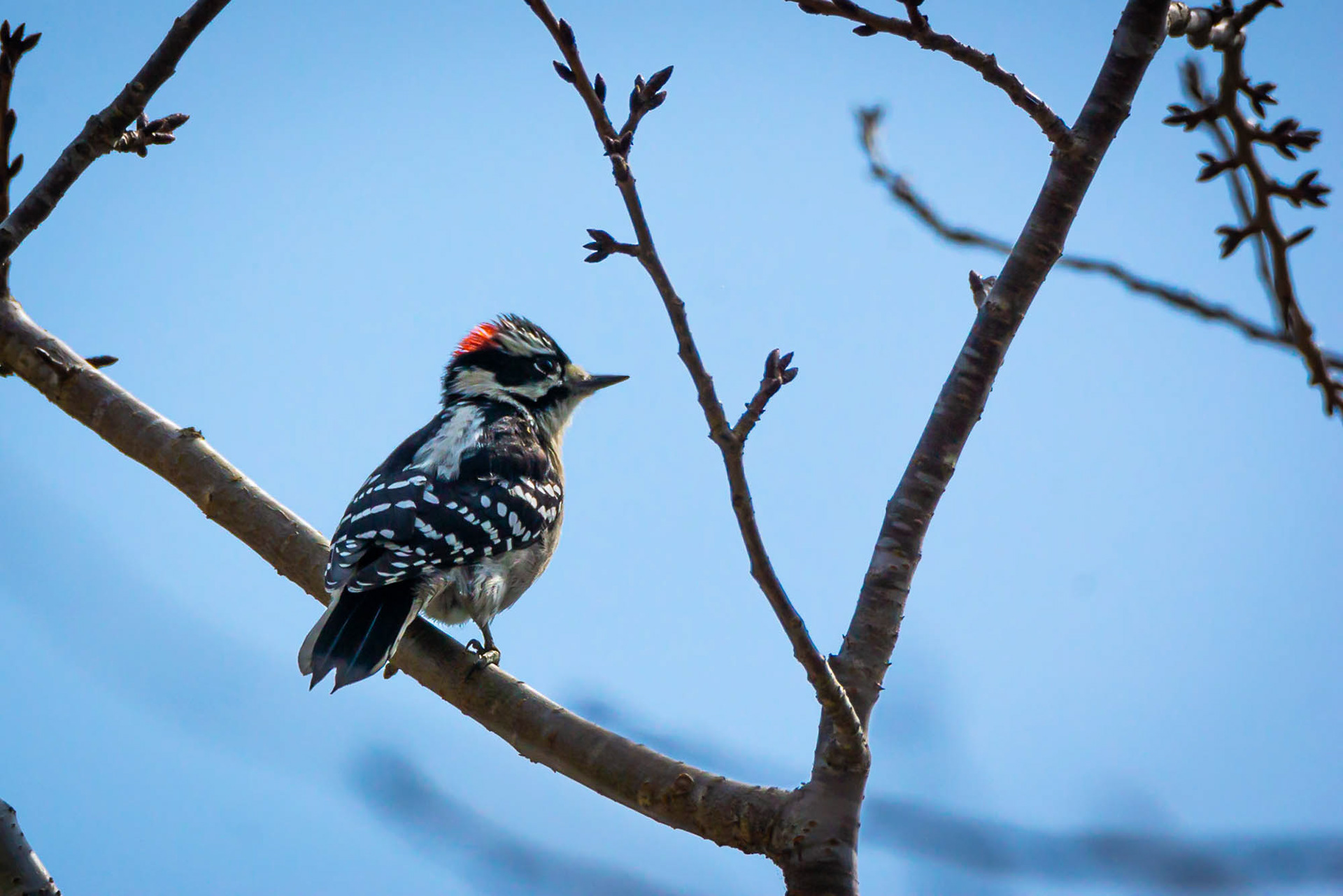 Downy woodpecker