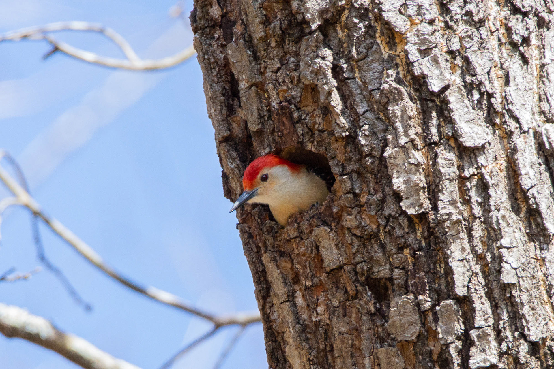 Red-bellied woodpecker