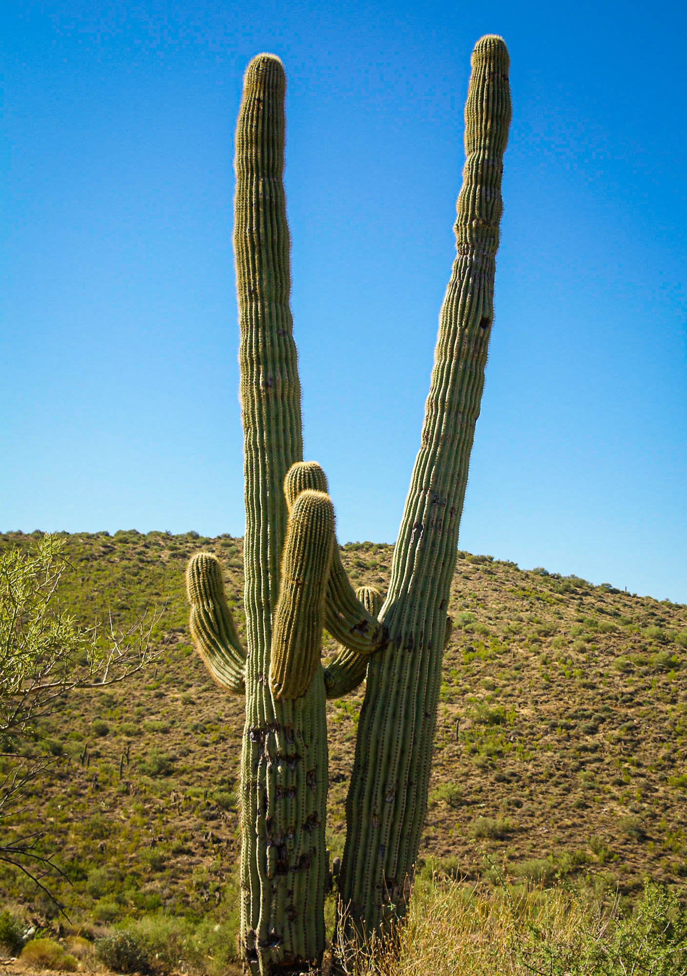 Dancing Saguaros, Sonoran Desert, Arizona