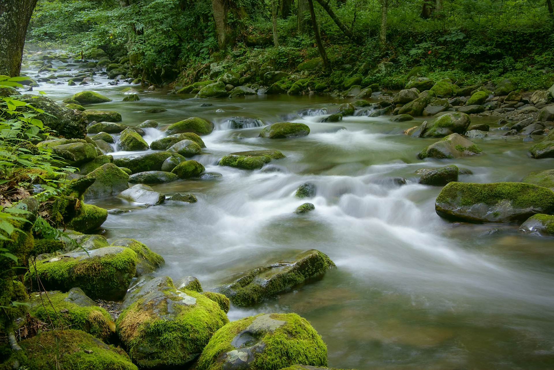 Great smoky mountains