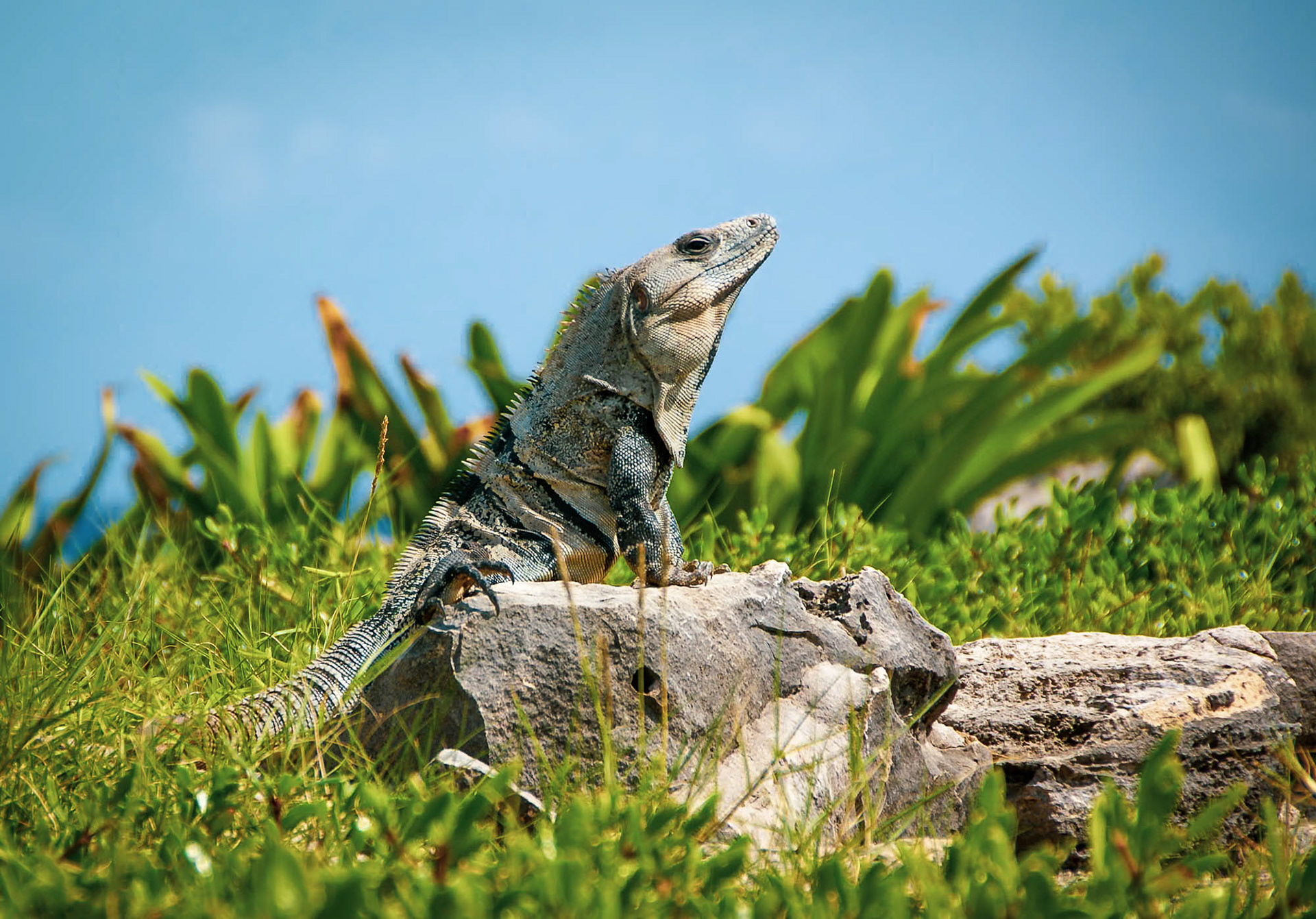 Iguana at Tulum, Mexico