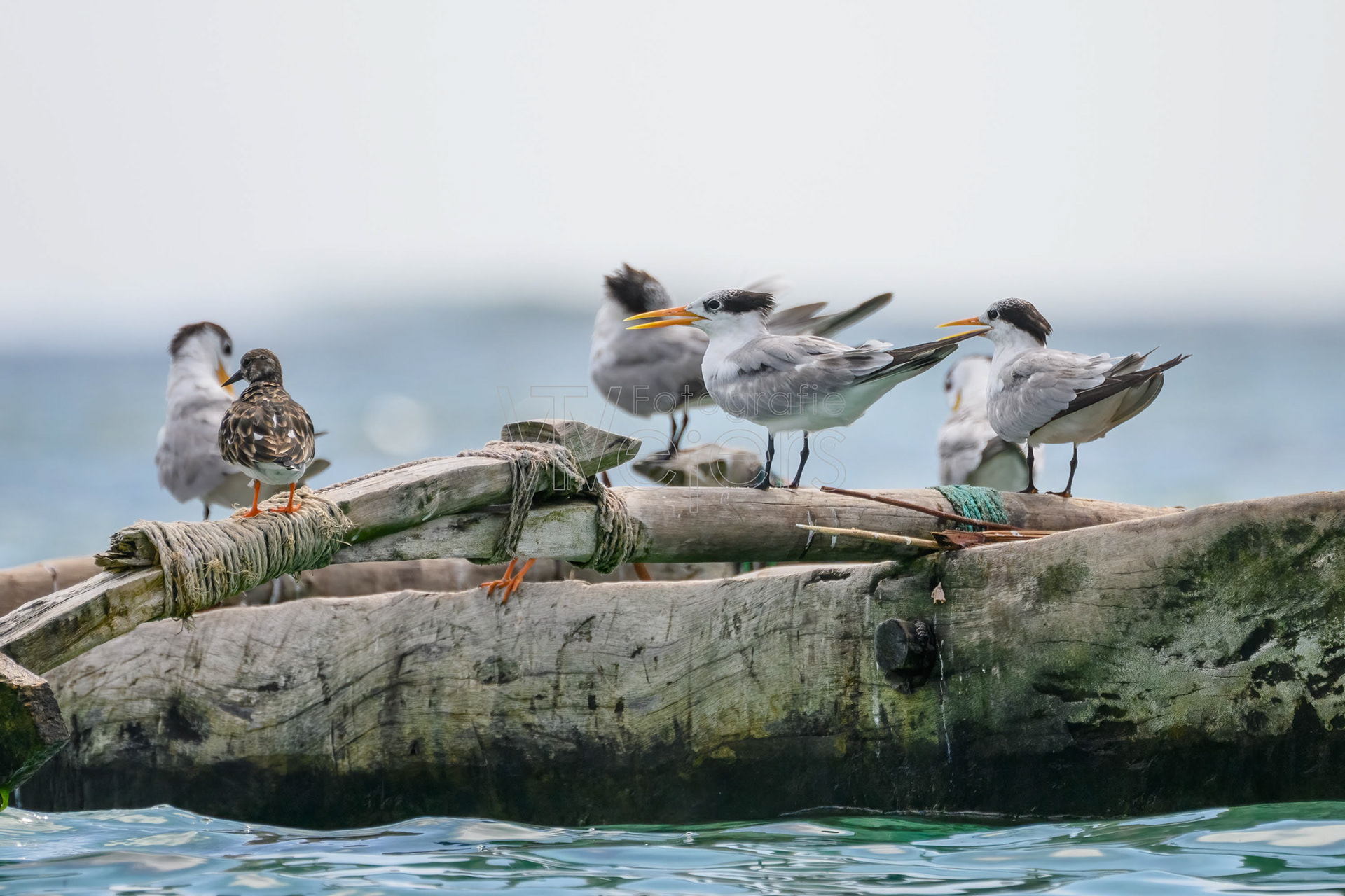 Rüppelseeschwalbe, Afrika
