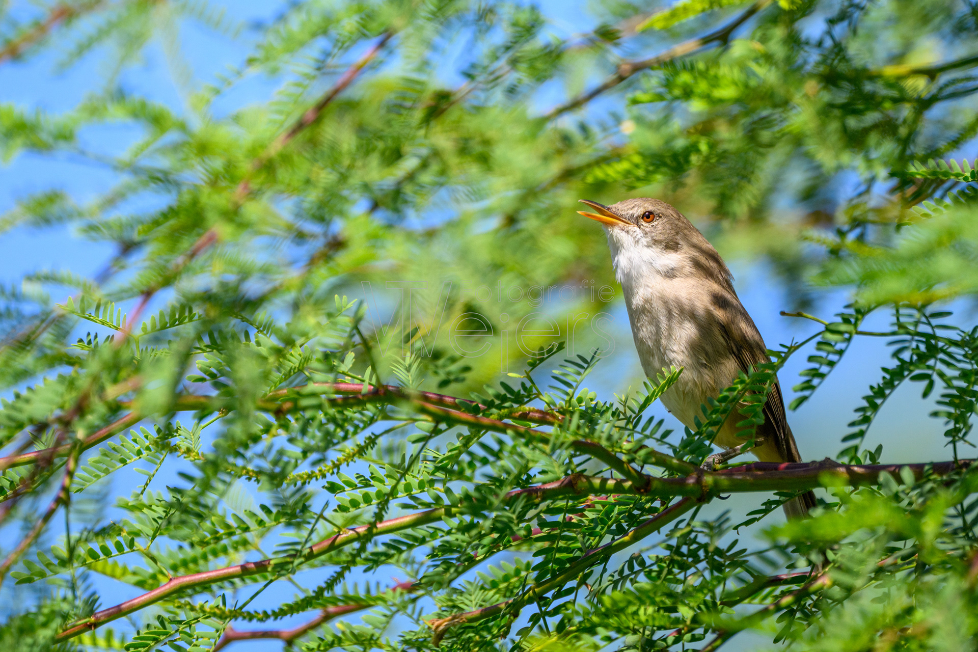 Kapverdenrohrsänger, Afrika