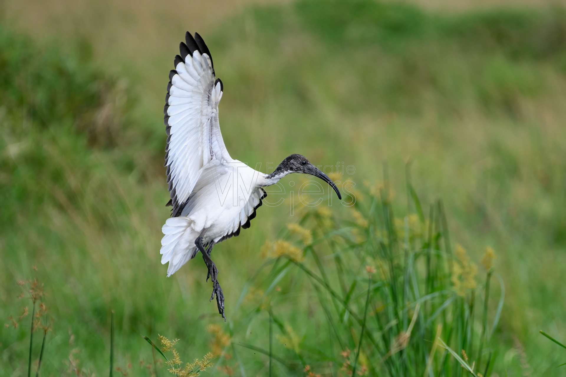 Heiliger Ibis, Afrika