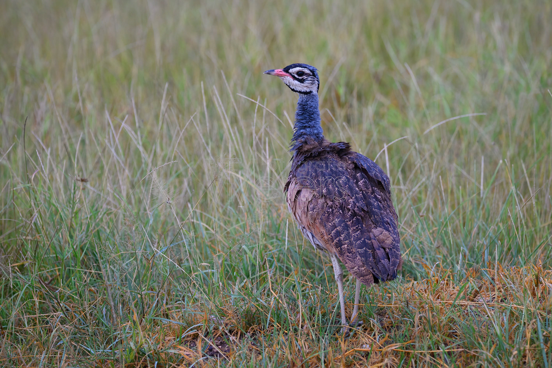 Senegaltrappe, Afrika