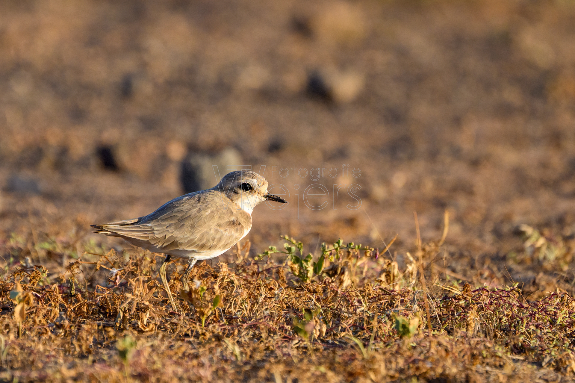 Sandregenpfeifer, Afrika