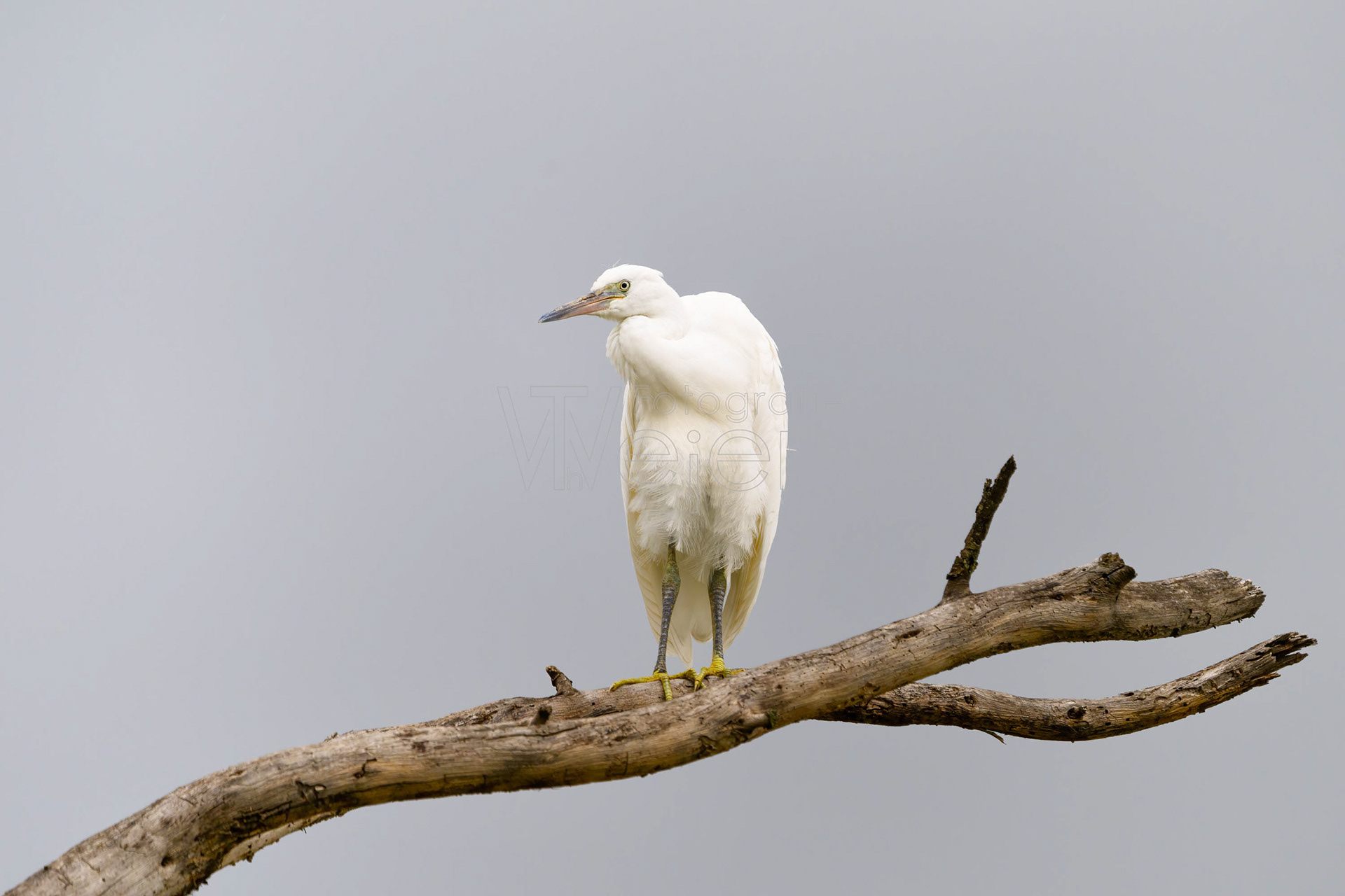 Seidenreiher, Afrika