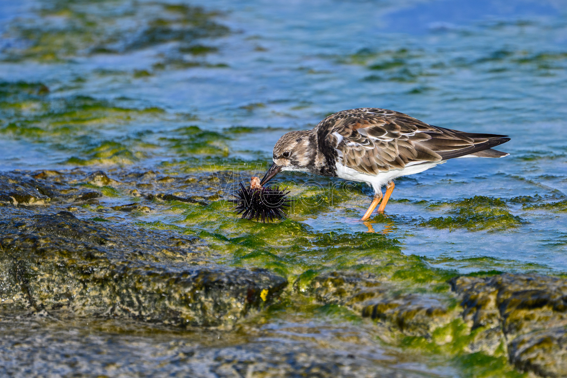 Steinwältzer, Afrika