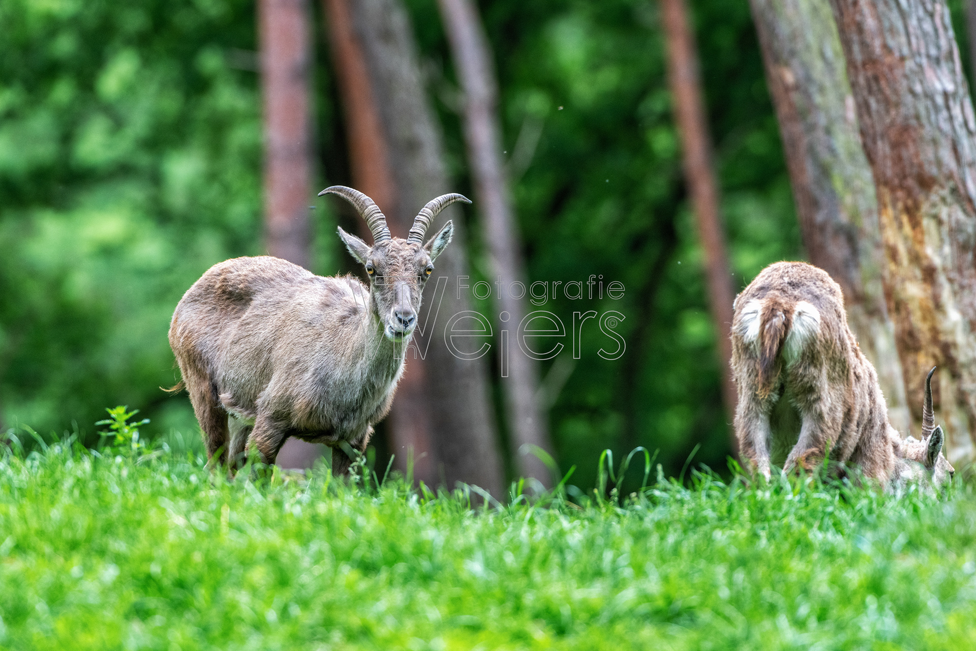 Alpensteinbock, Deutschland (WP)