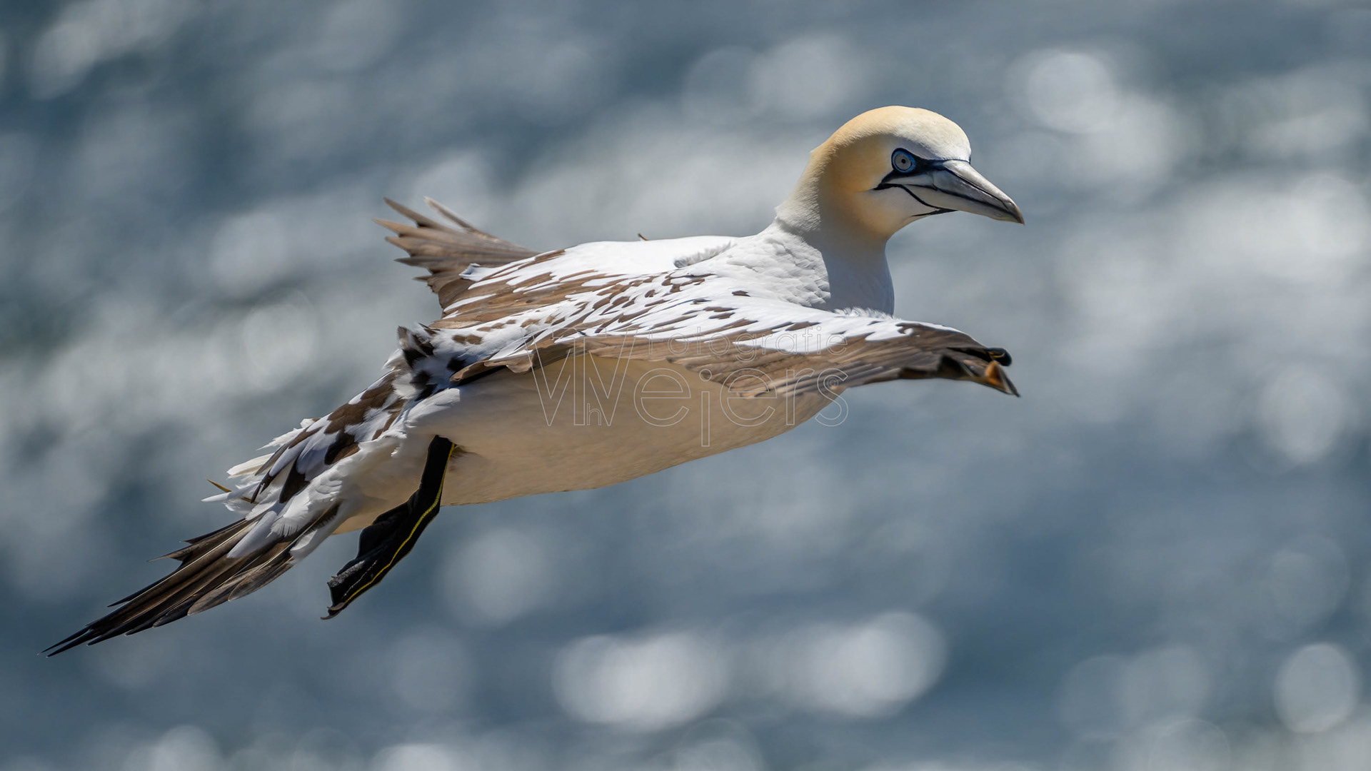 Basstölpel, Deutschland