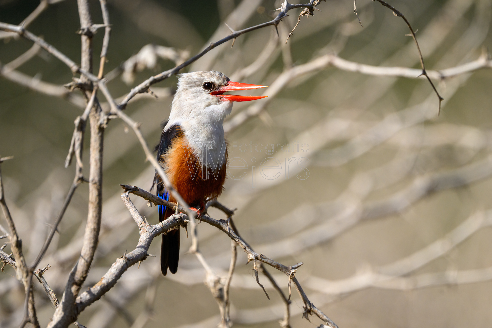 Graukopfliest, Afrika