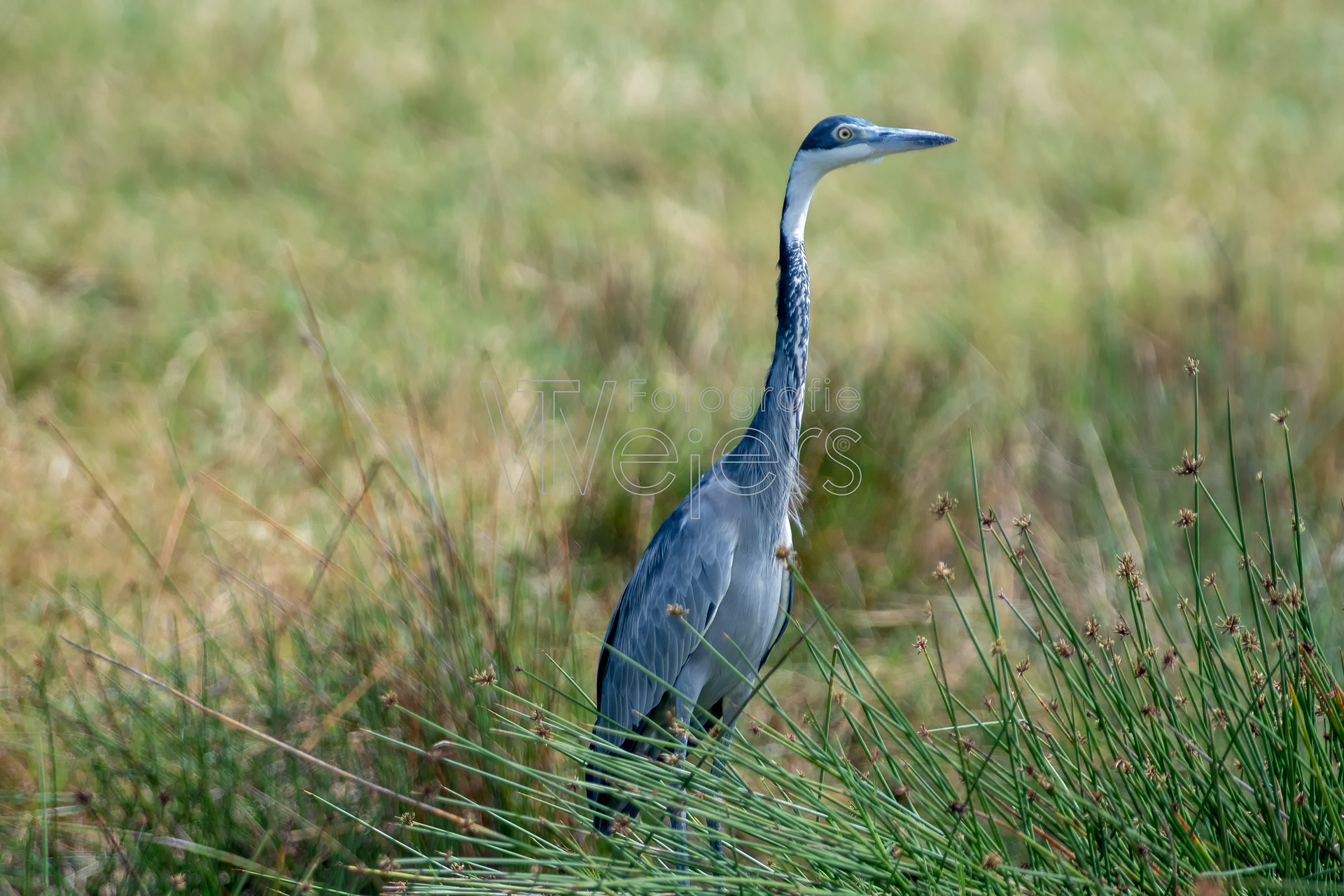 Schwarzhalsreiher, Afrika