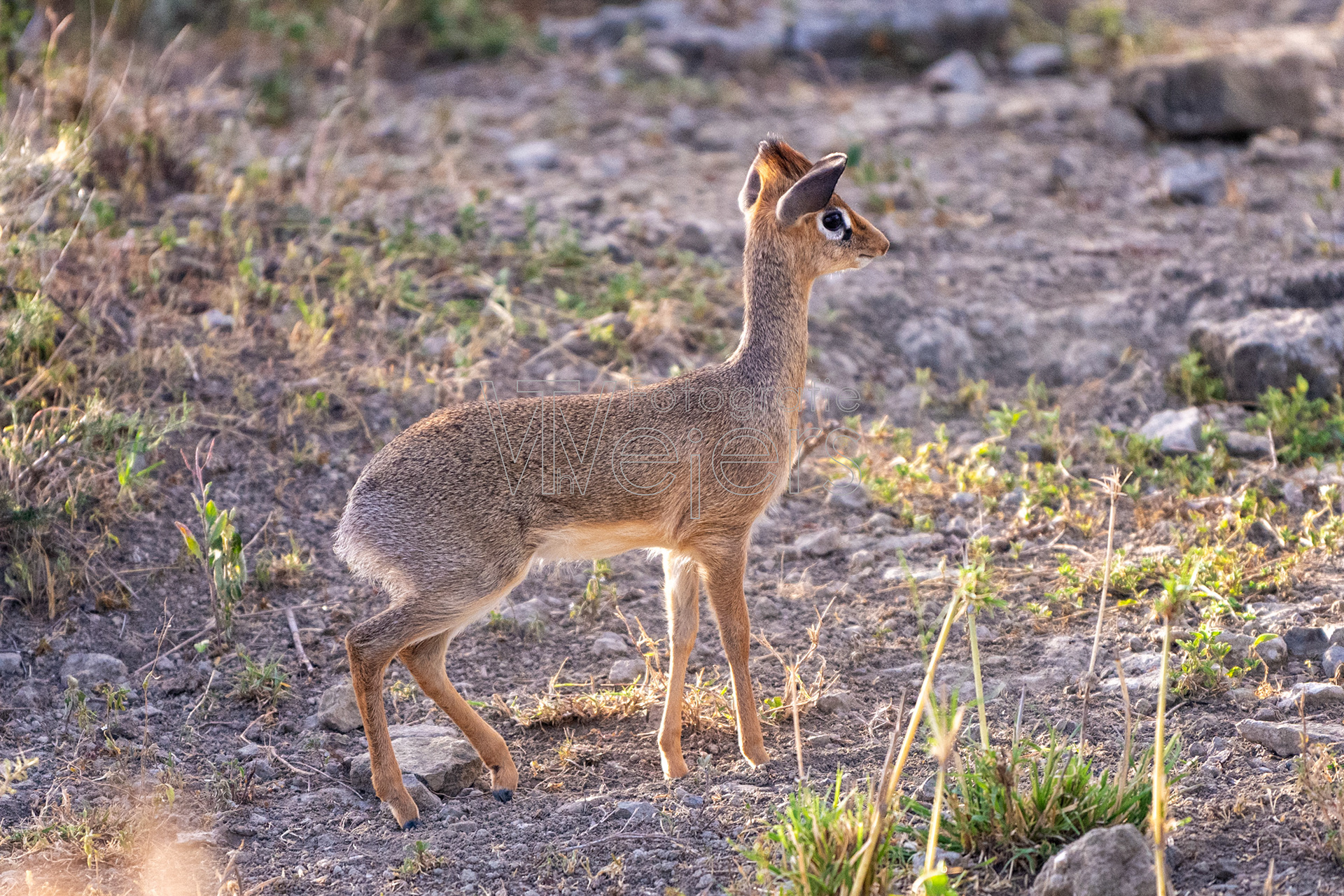 Damara Dik Dik, Afrika