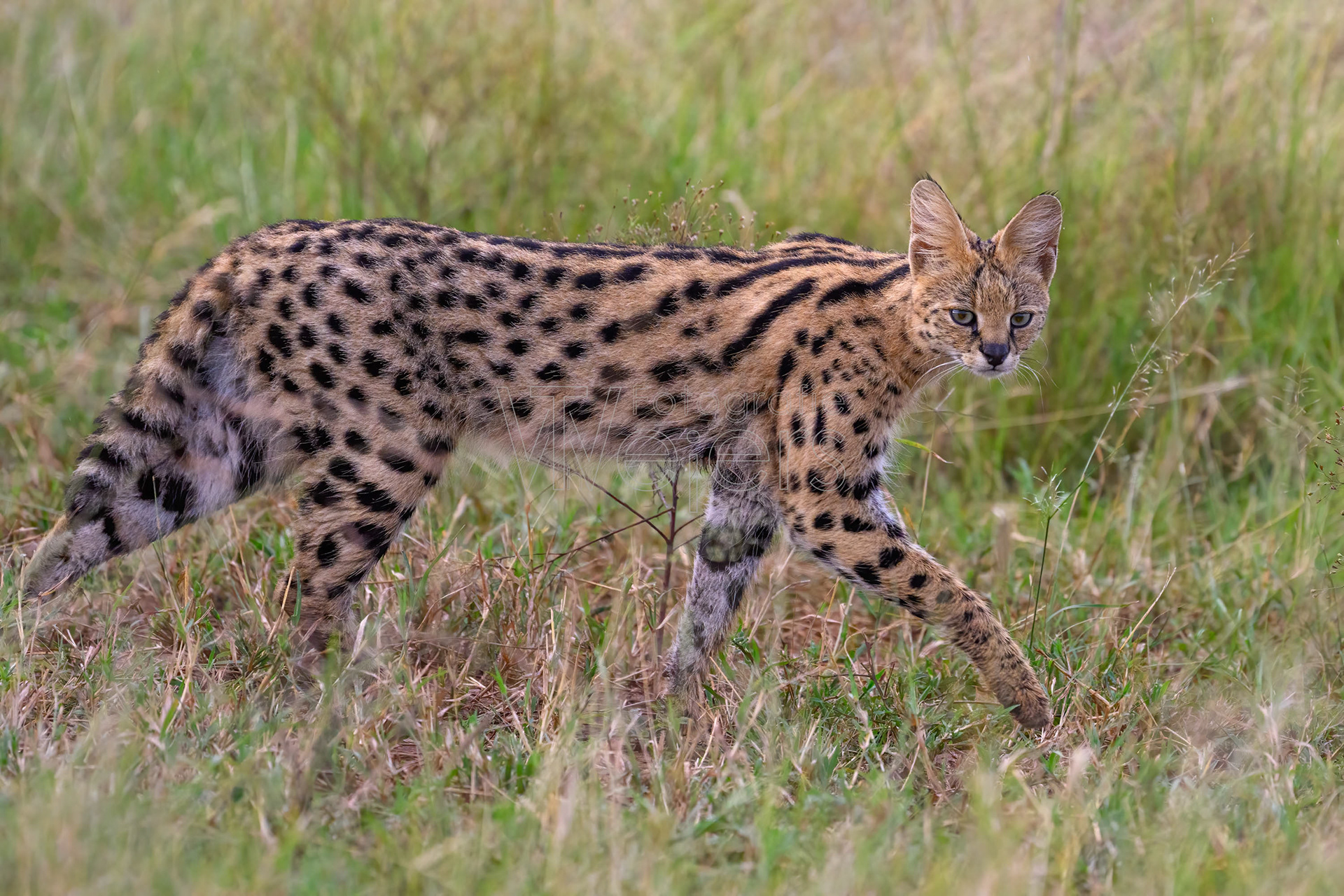 Serval, Afrika