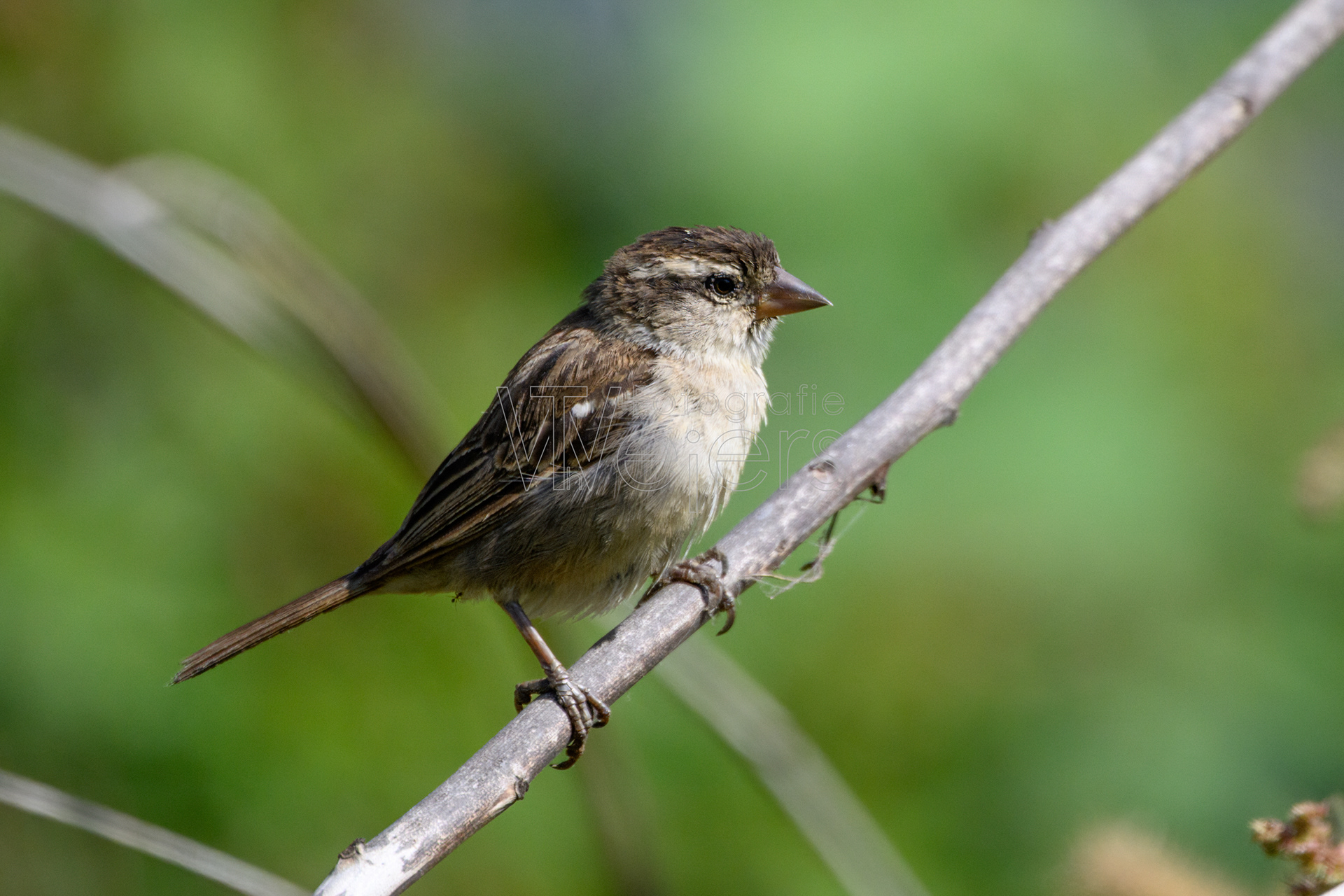 Kapverdensperling, Afrika