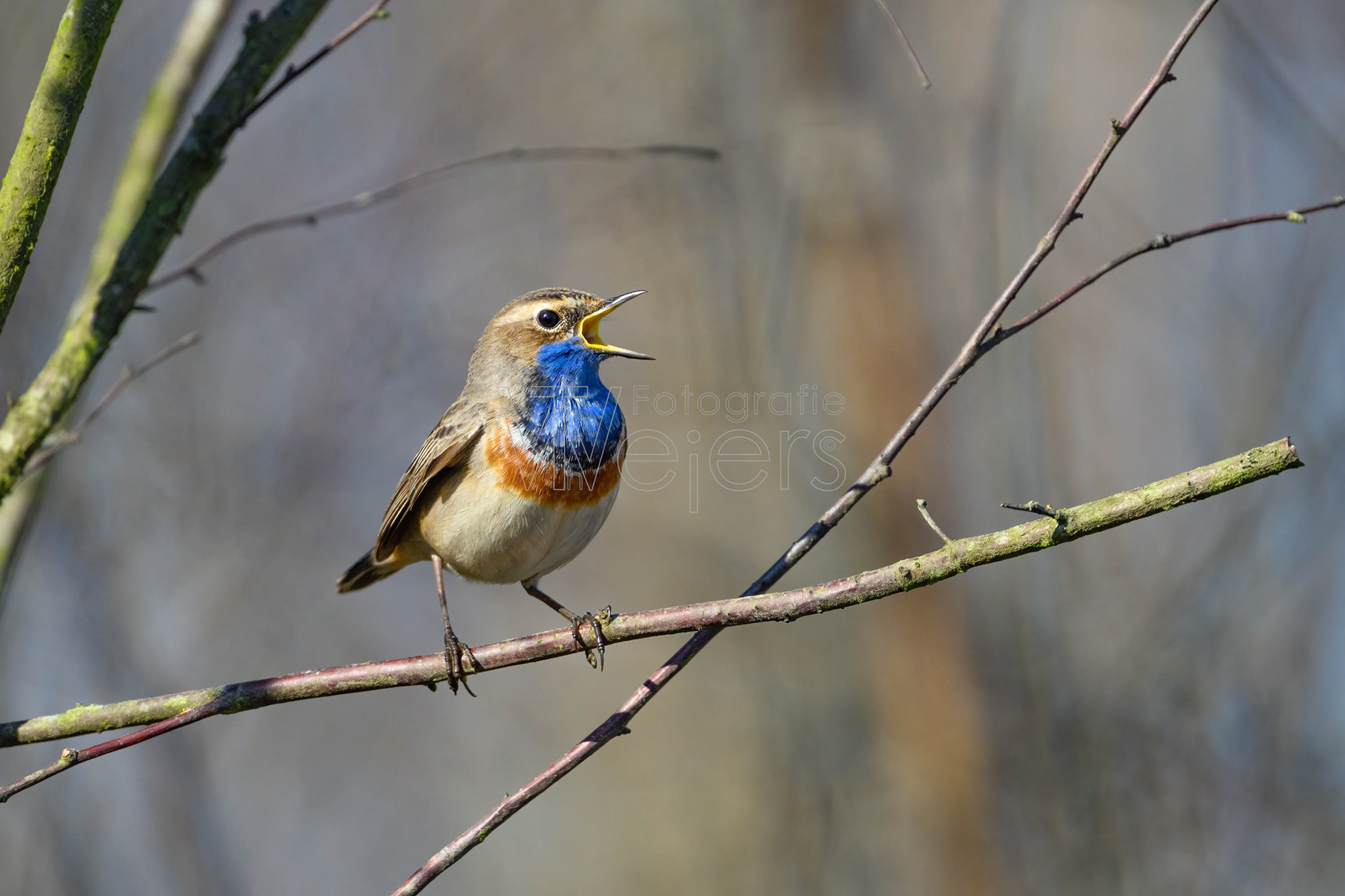 Blaukehlchen, Europa