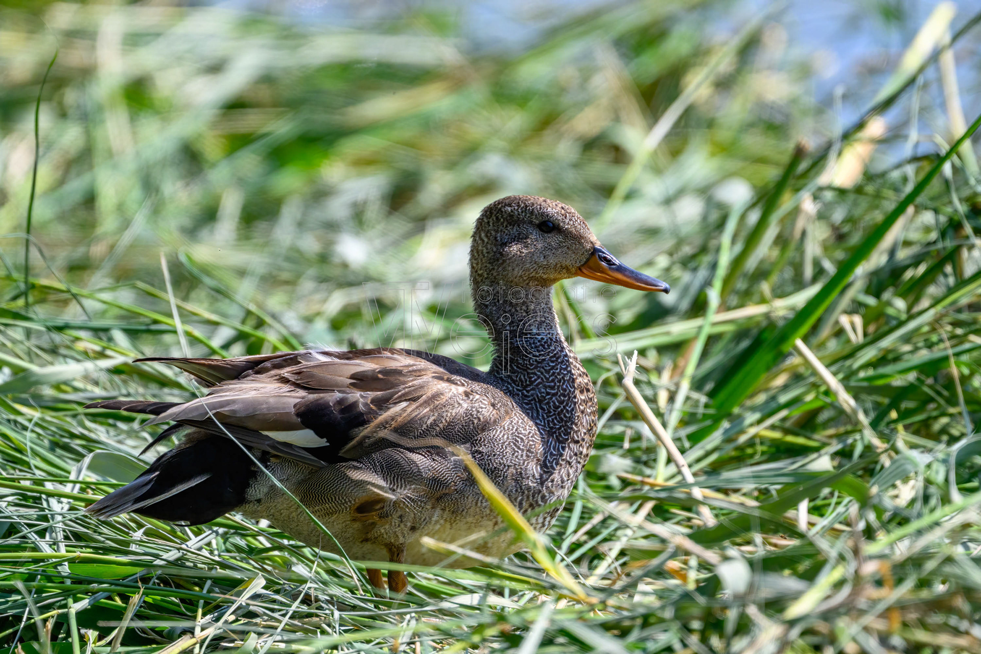 Schnatterente, Deutschland