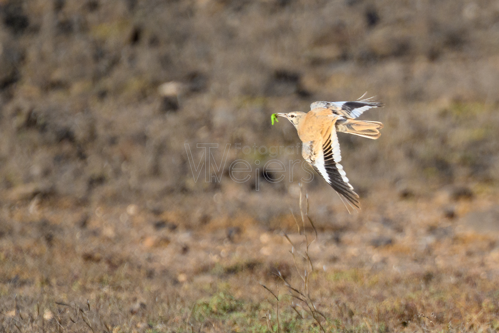 Wüstenläuferlerche, Afrika