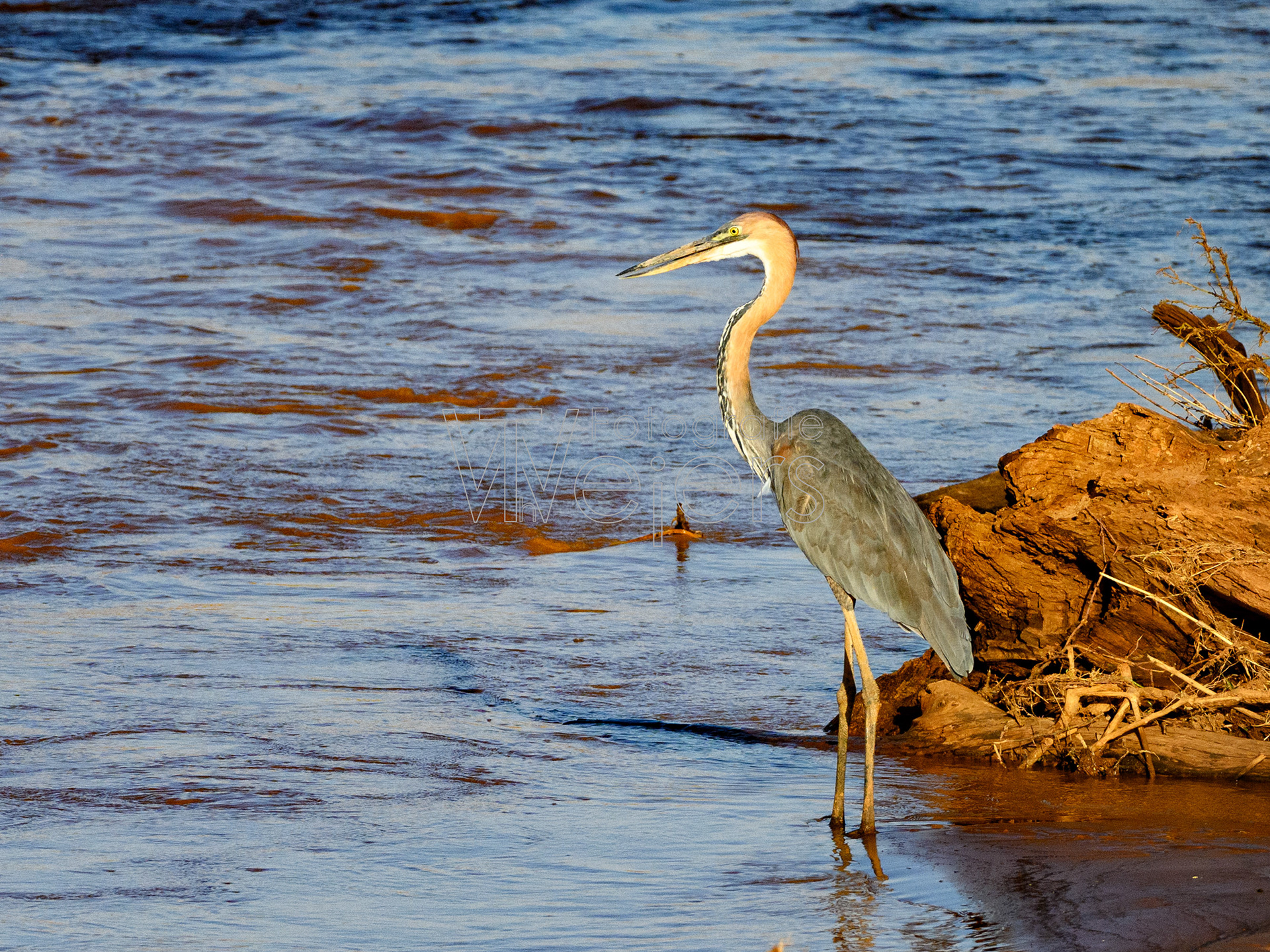 Goliathreiher, Afrika
