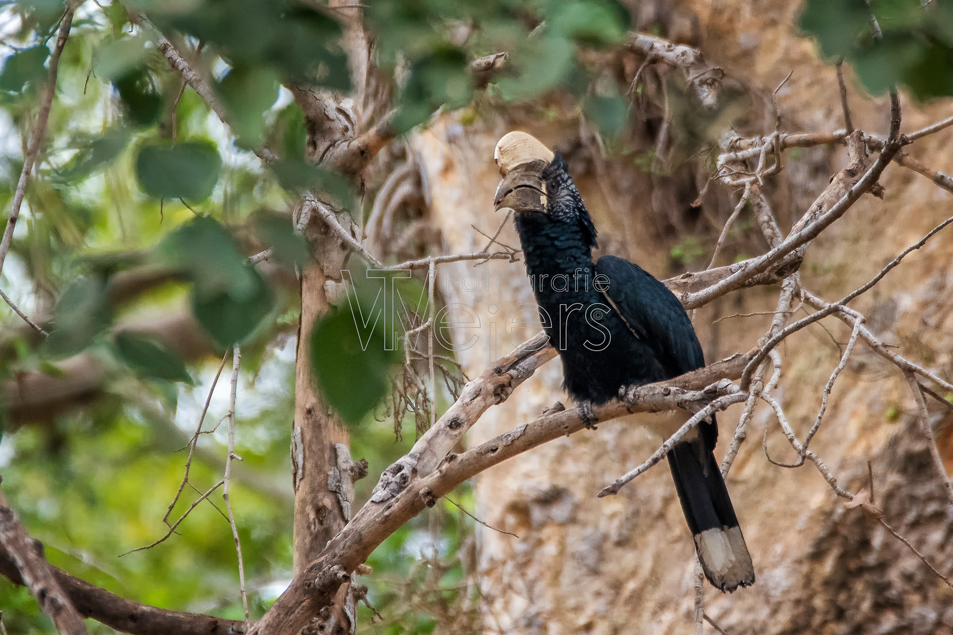 Silberwangenhornvogel, Afrika