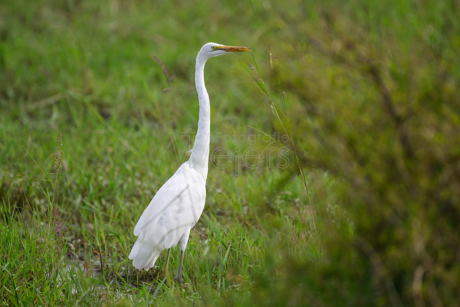 Silberreiher, Afrika