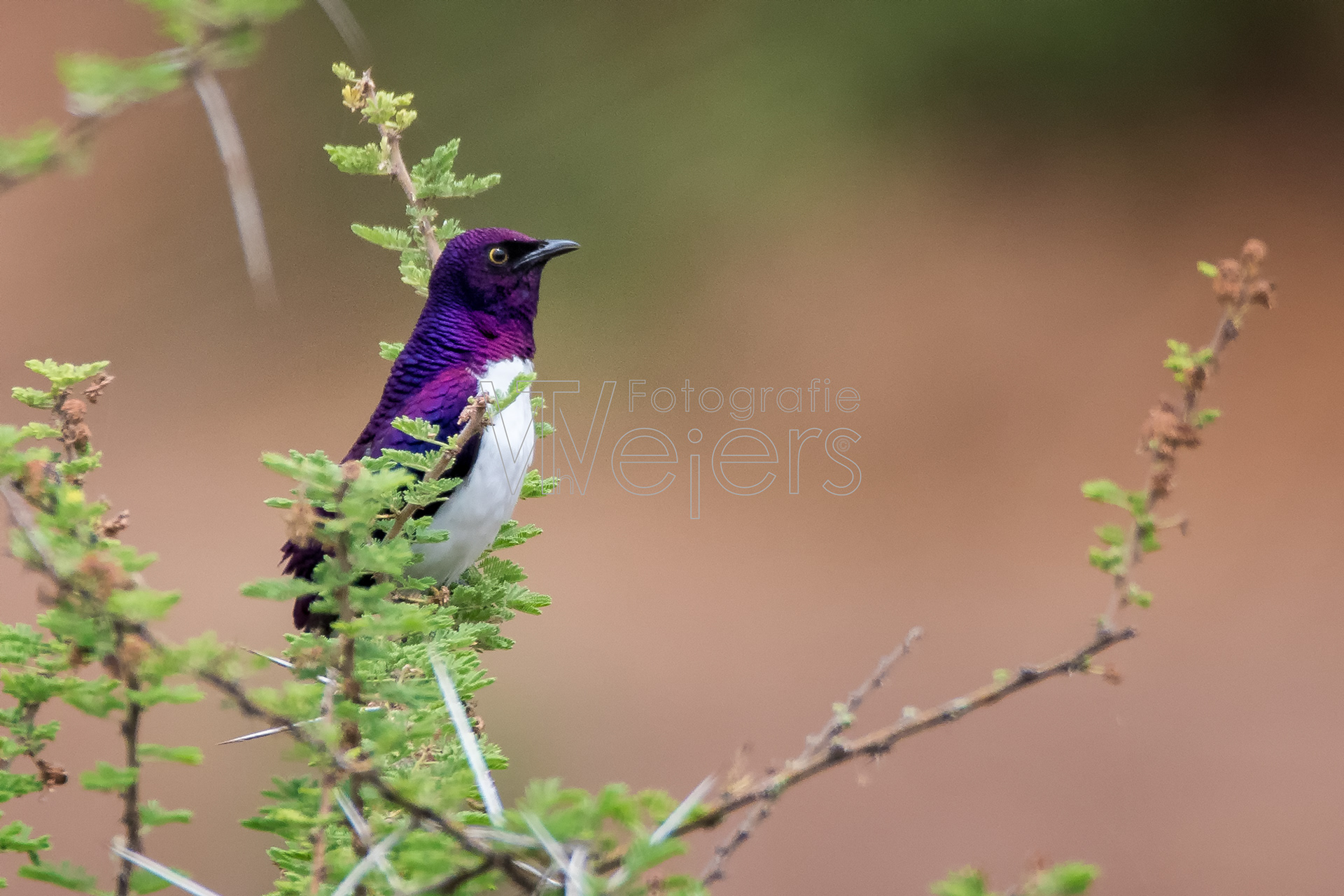 Amethystglanzstar, Afrika