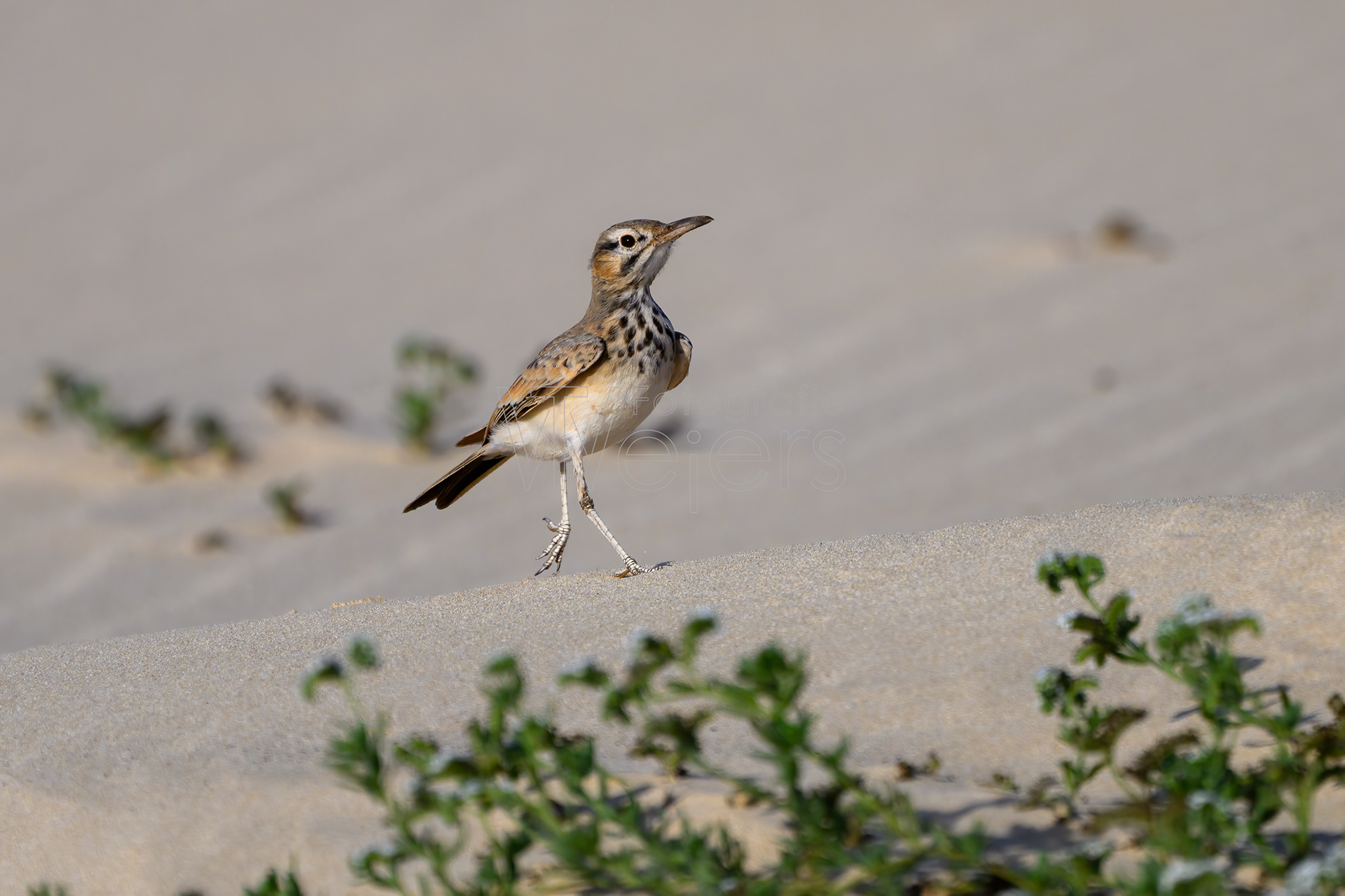 Wüstenläuferlerche, Afrika