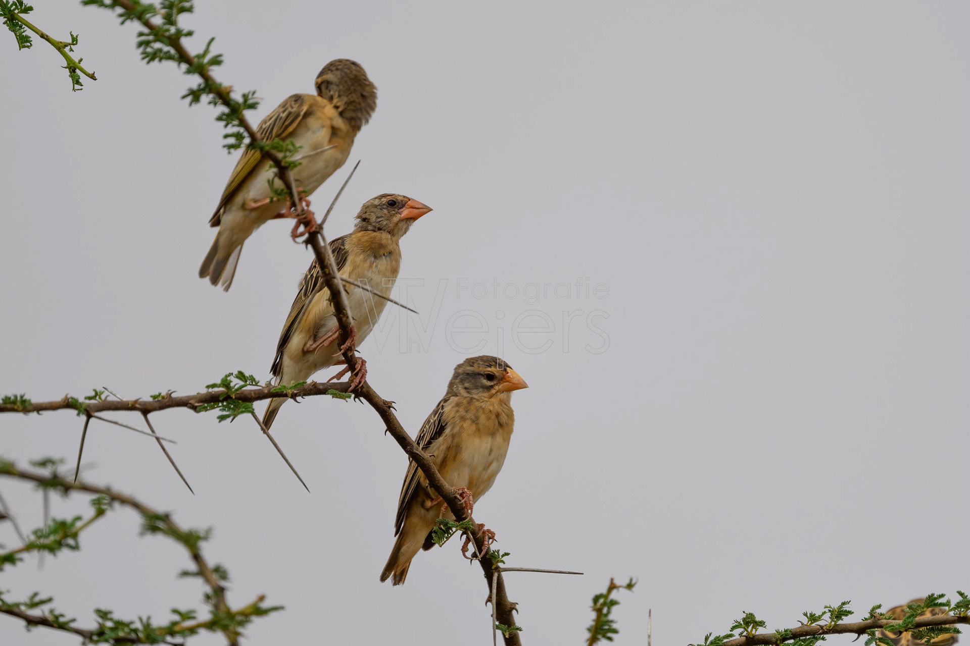 Blutschnabelweber, Afrika