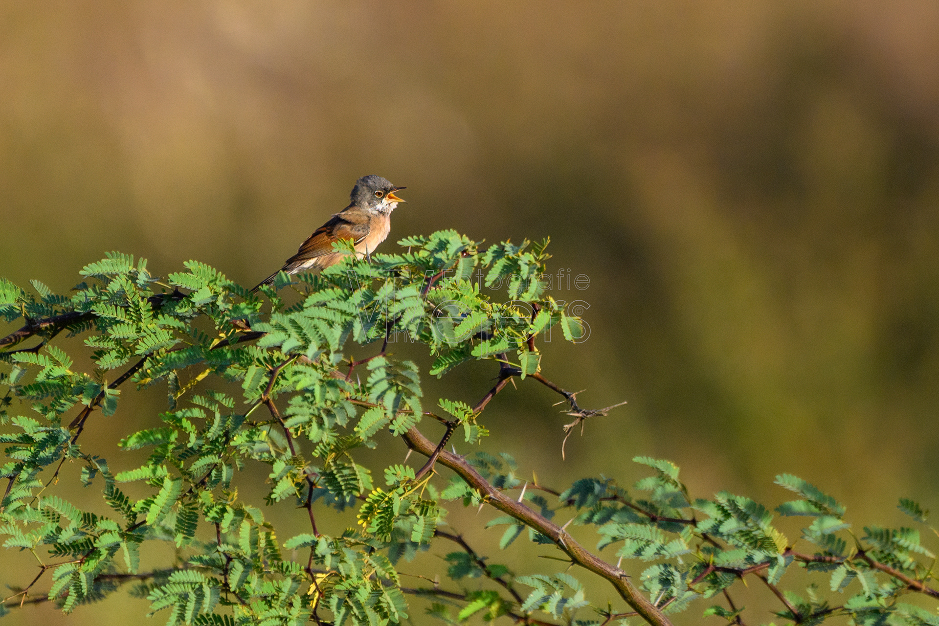 Brillengrasmücke, Afrika
