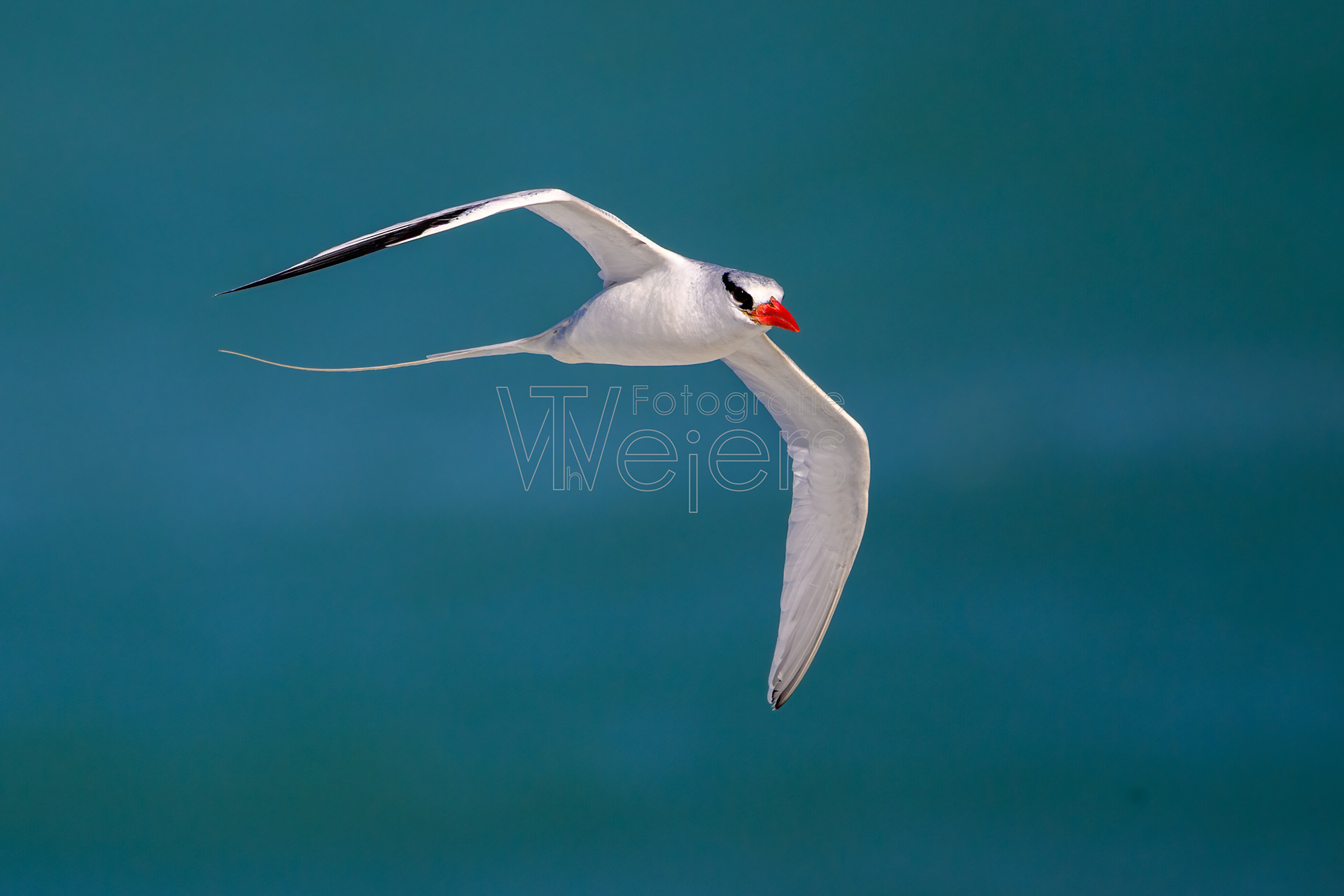 Rotschnabel-Tropikvogel, Afrika