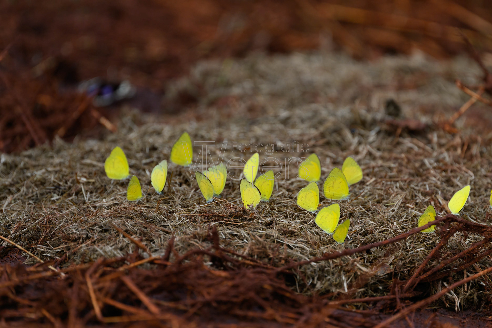 Gemeine Grasgelblinge, Afrika