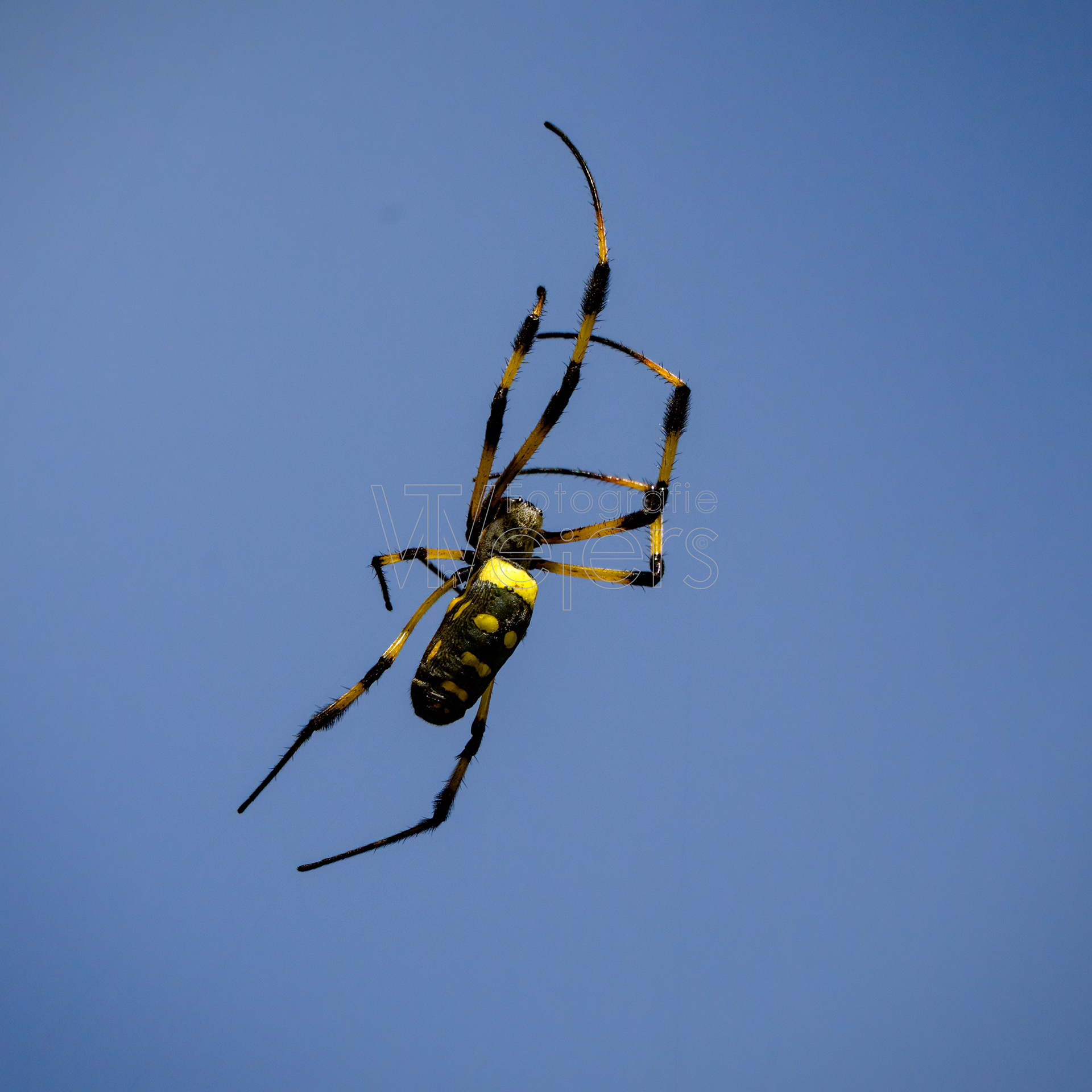 Seidenspinne, Afrika