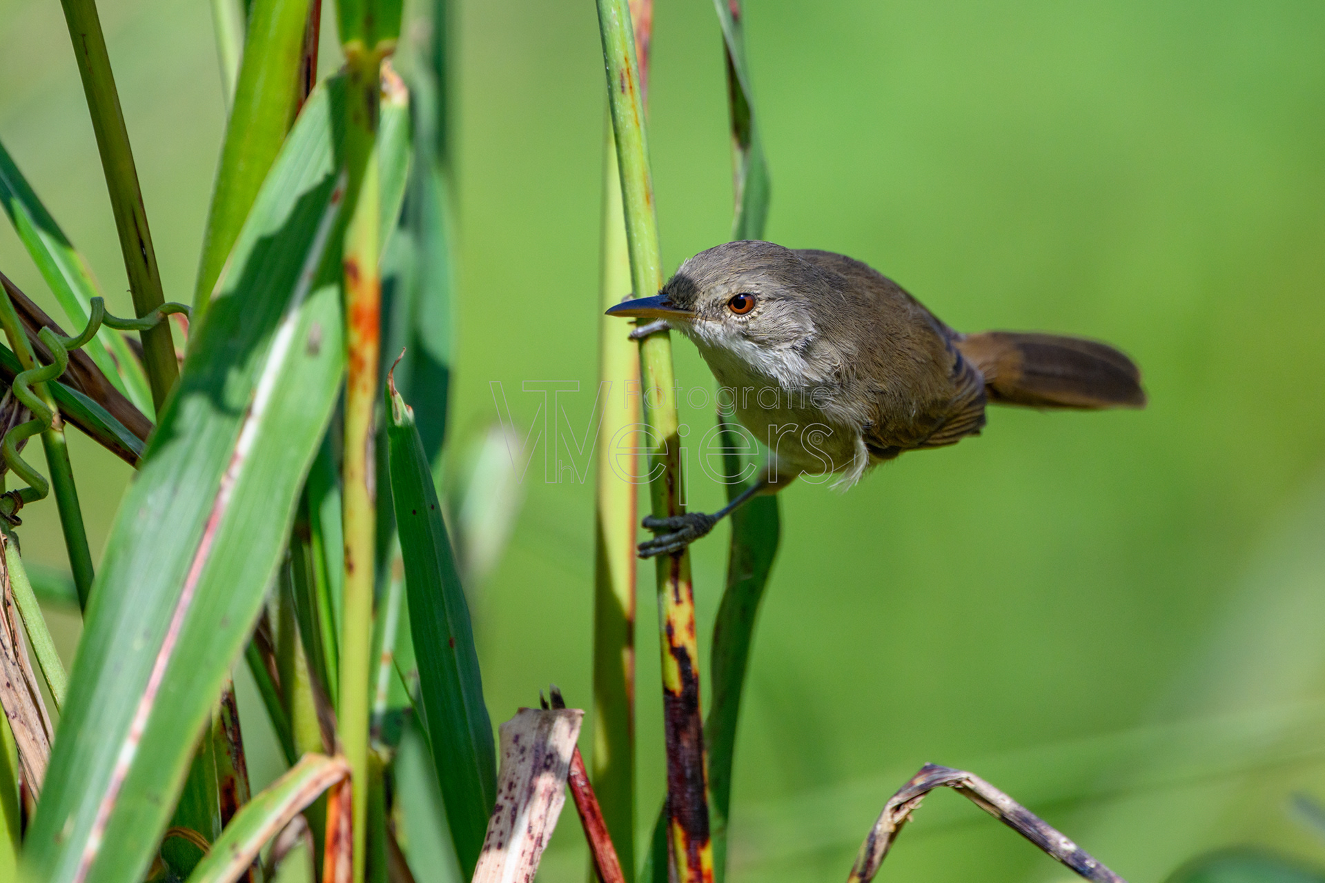 Kapverdenrohrsänger, Afrika