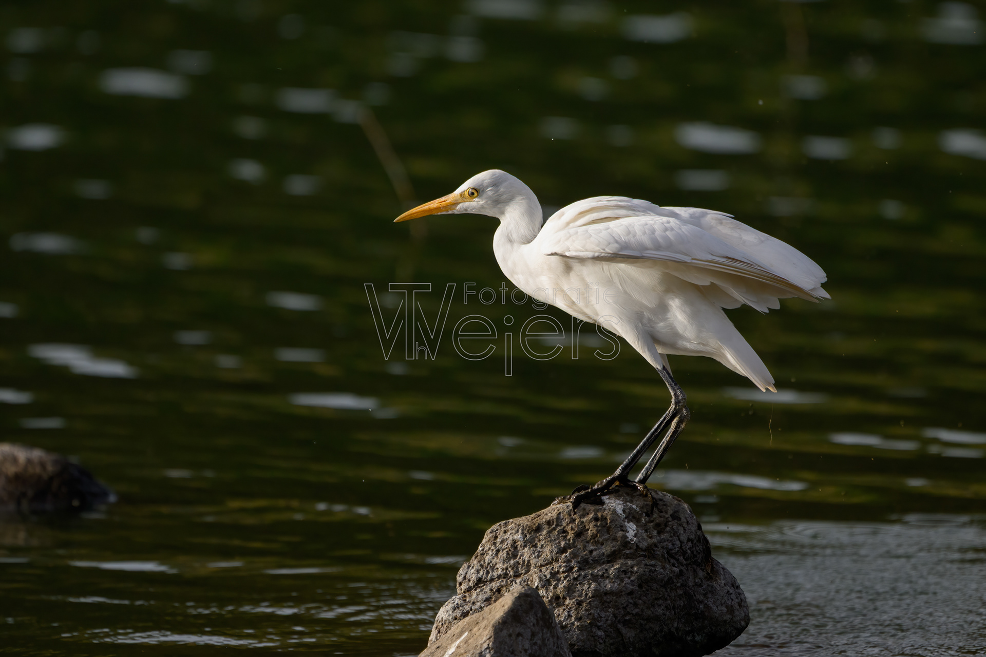 Afrikamittelreiher, Afrika