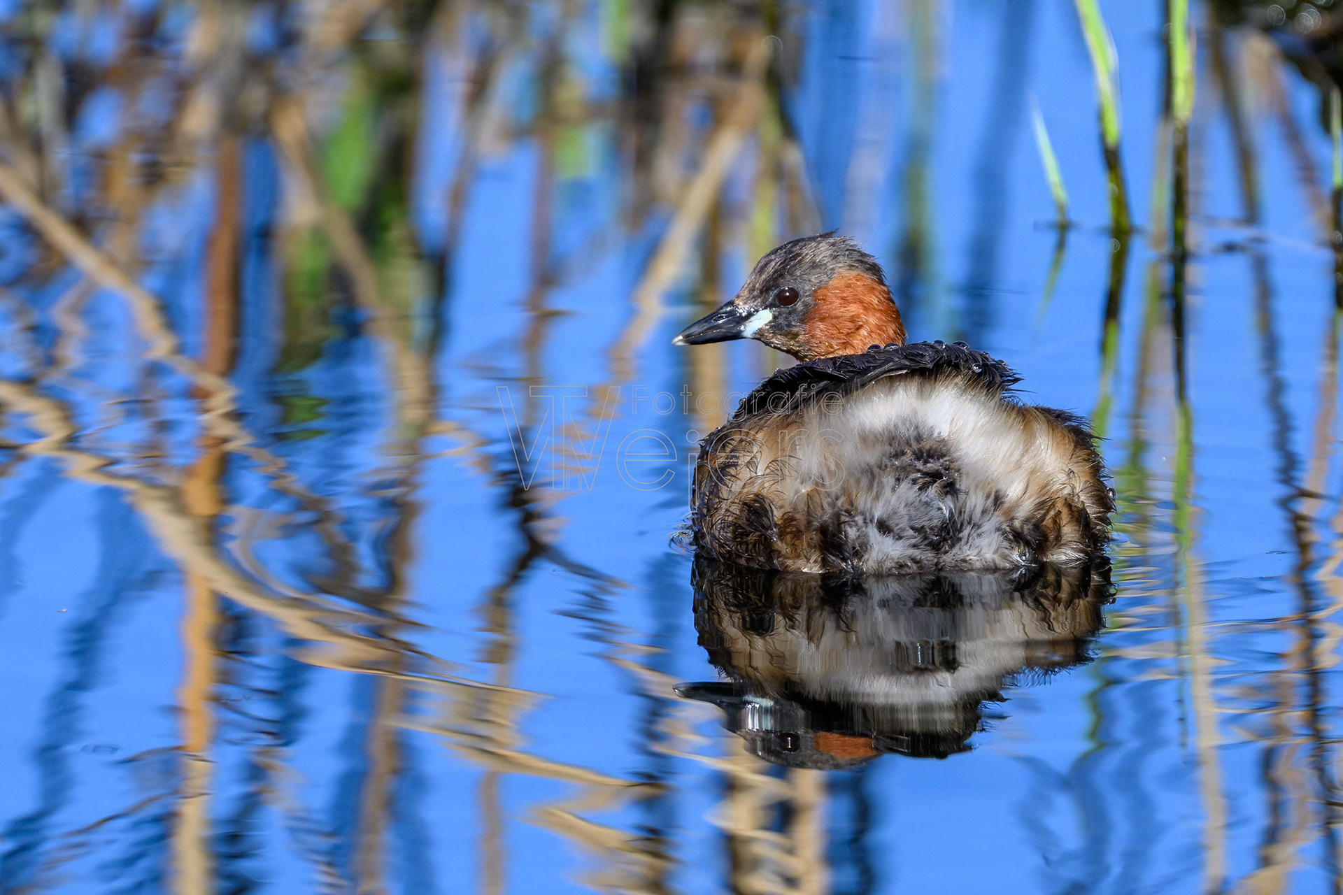 Zwergtaucher, Deutschland