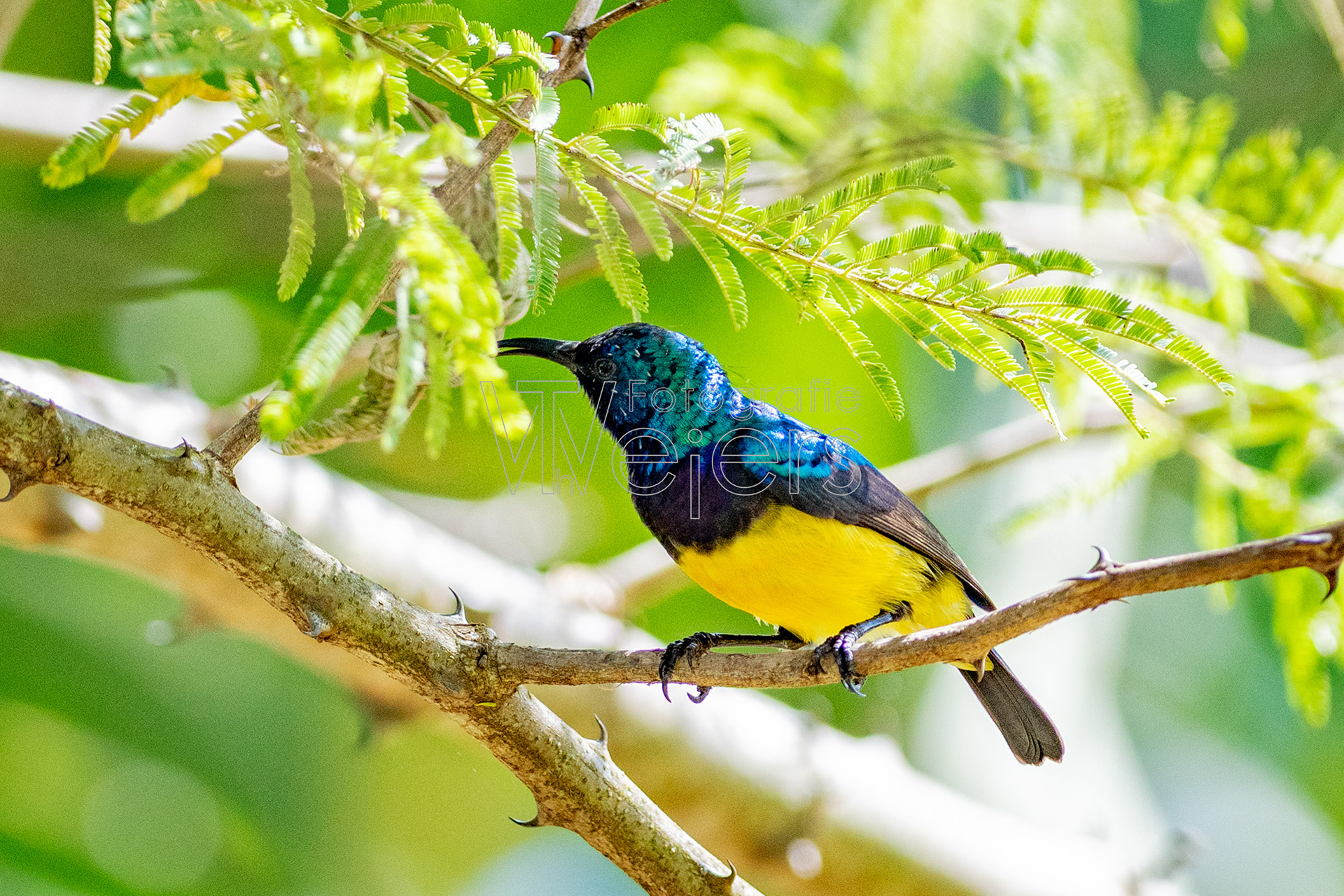 Ziernektarvogel, Afrika