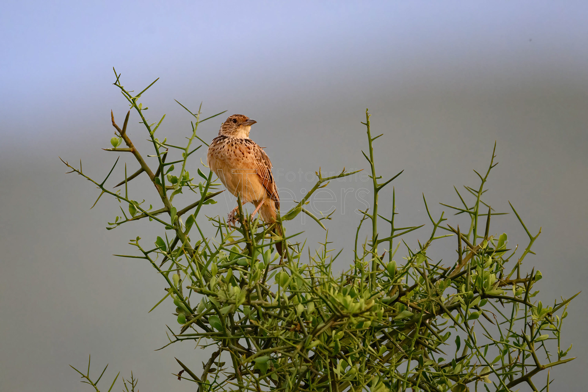 Baumklapperlerche, Afrika