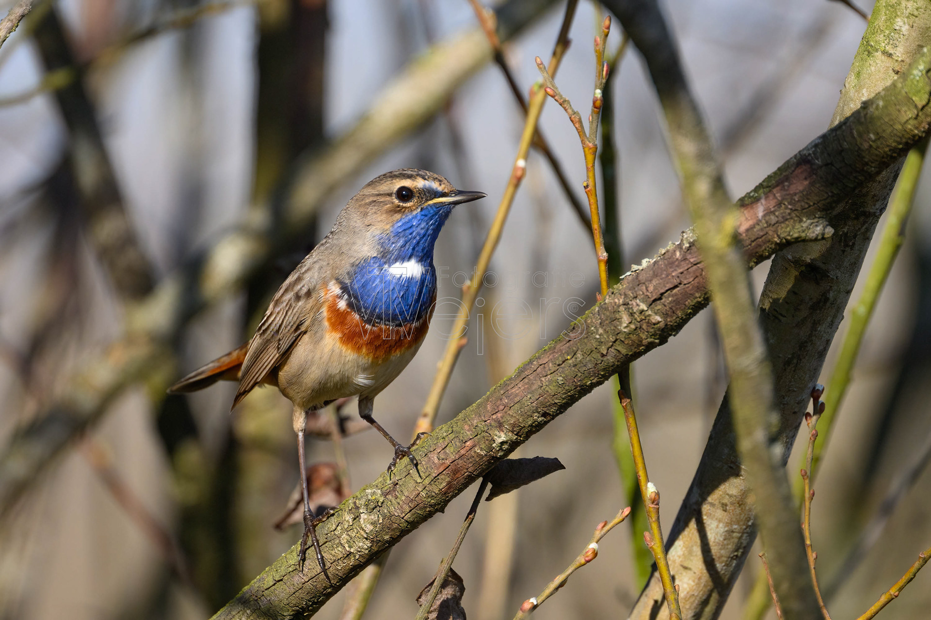 Blaukehlchen, Europa