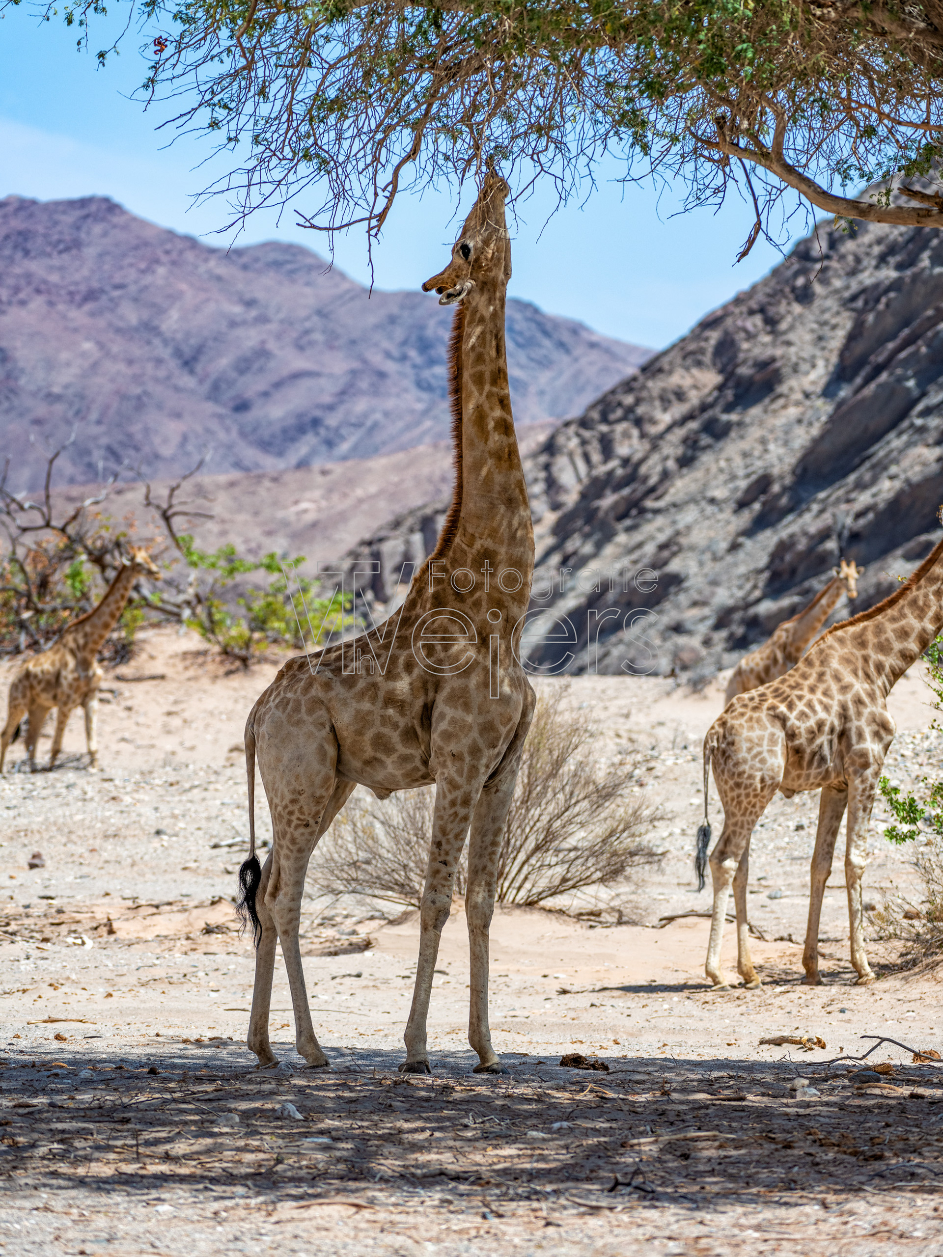 Angolagiraffe, Afrika