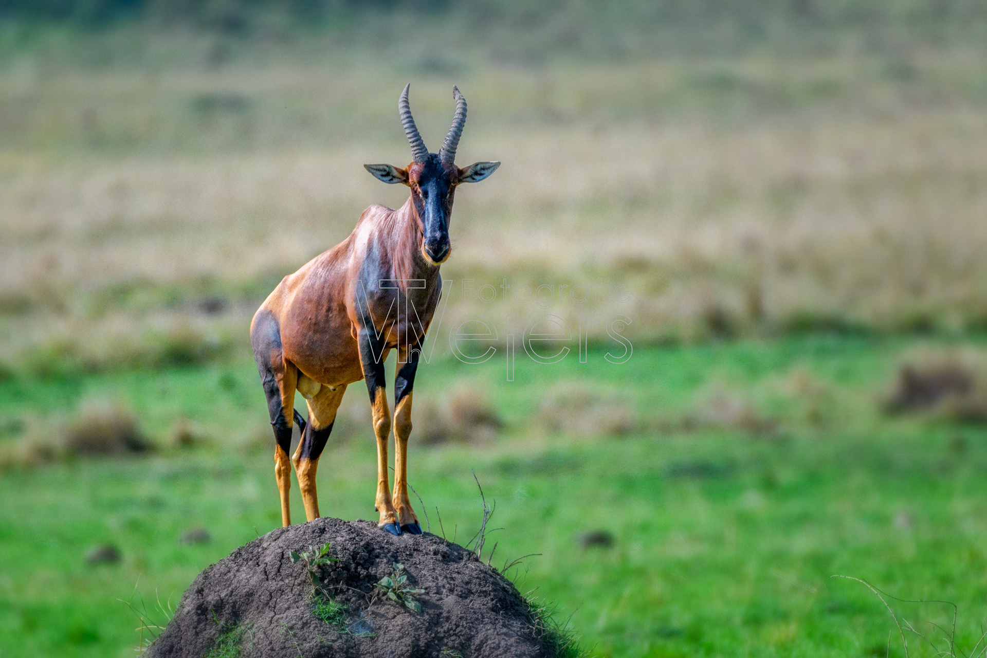 Serengeti-Topi, Afrika