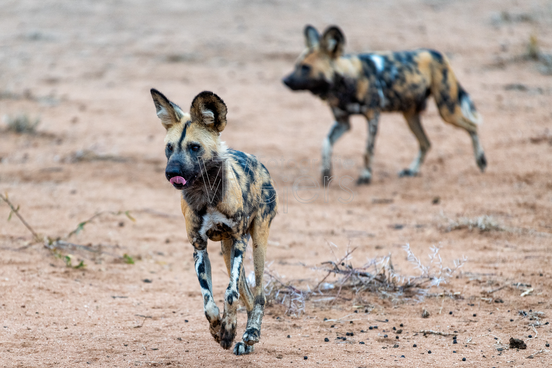 Afrikanischer Wildhund, Afrika