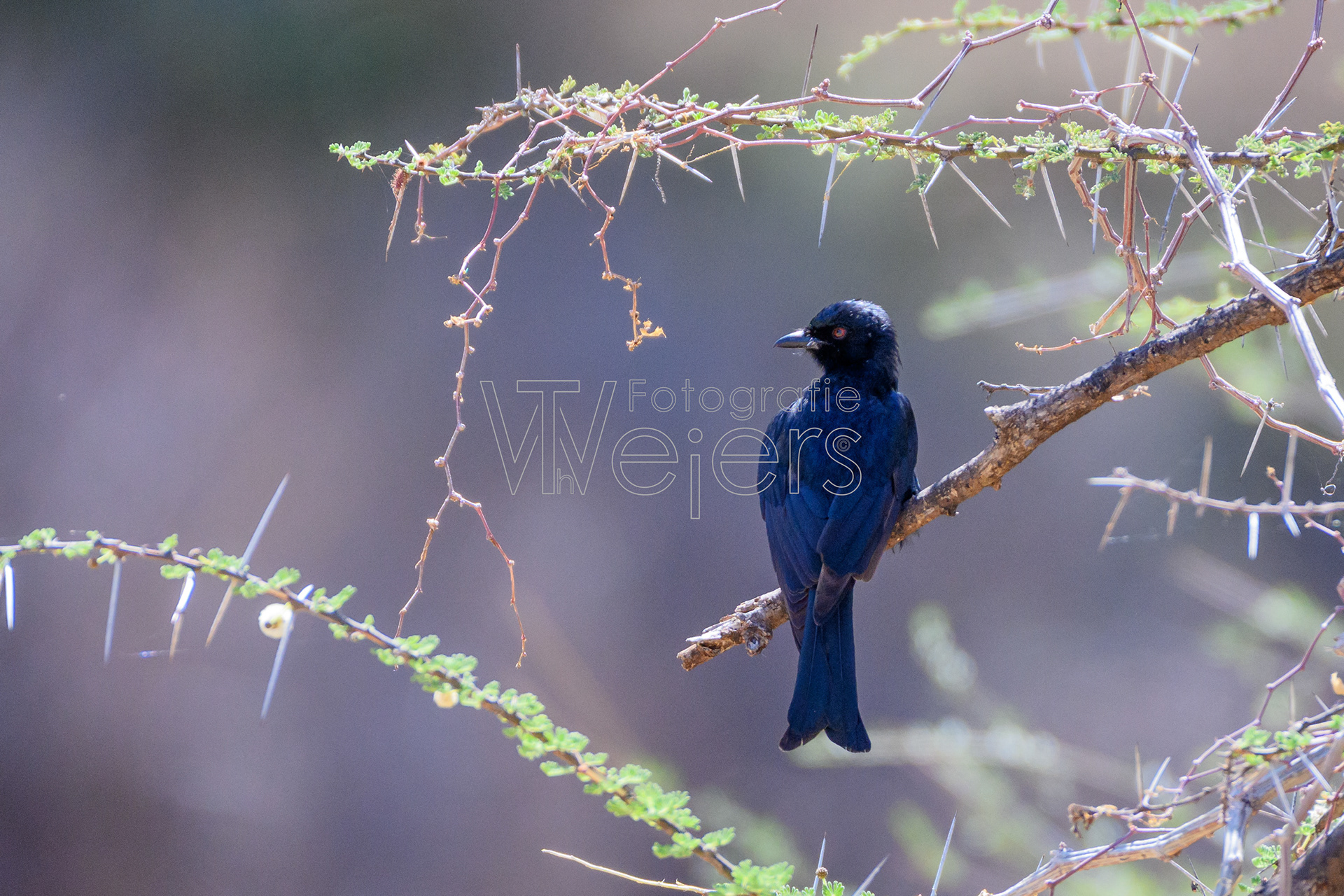 Trauerdrongo, Afrika
