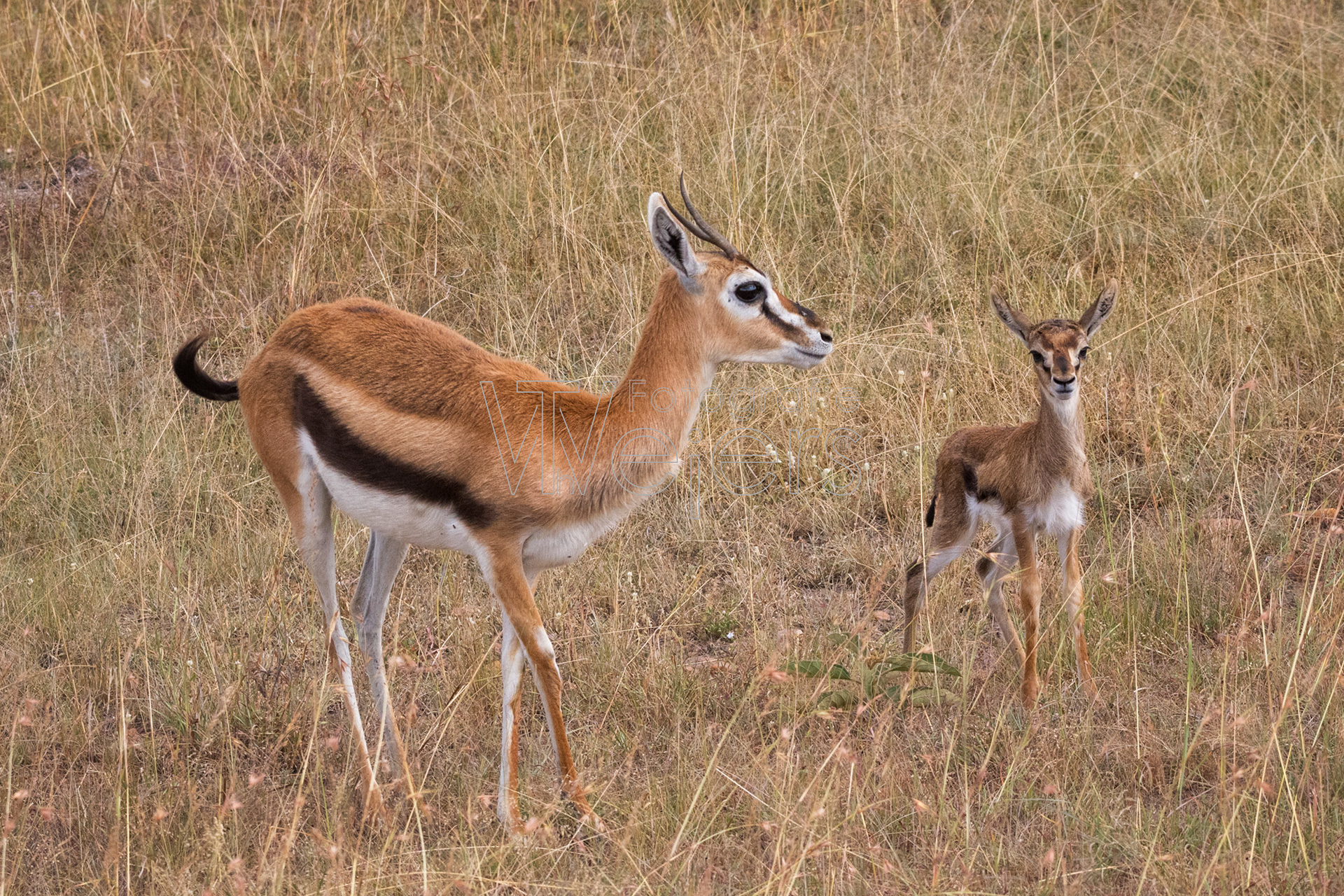 Thomsongazelle, Afrika