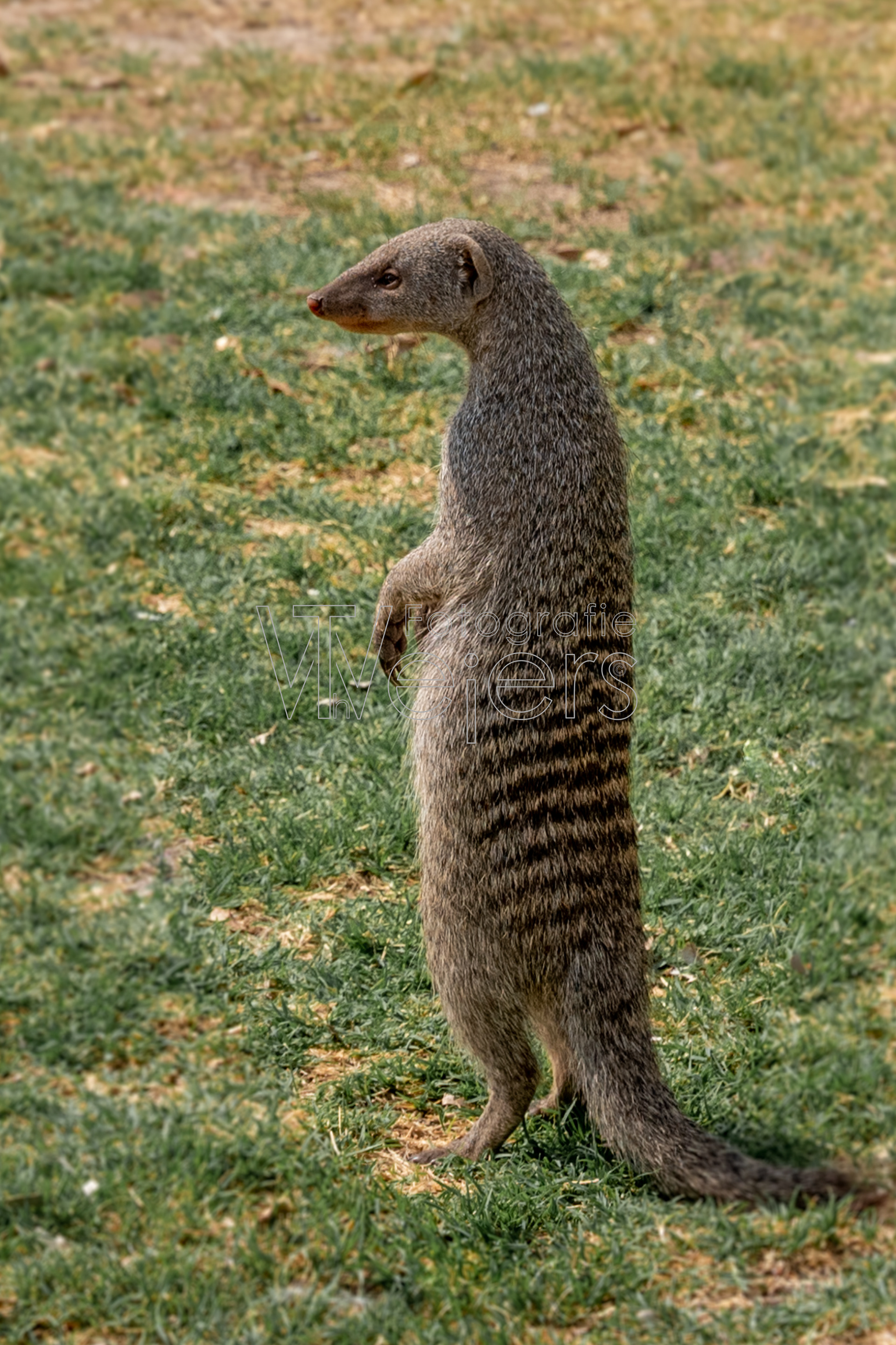 Zebramanguste, Afrika
