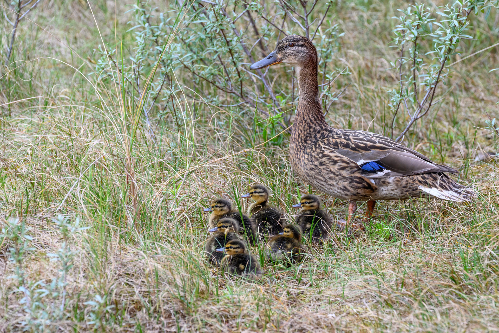 Gänse- & Entenvögel