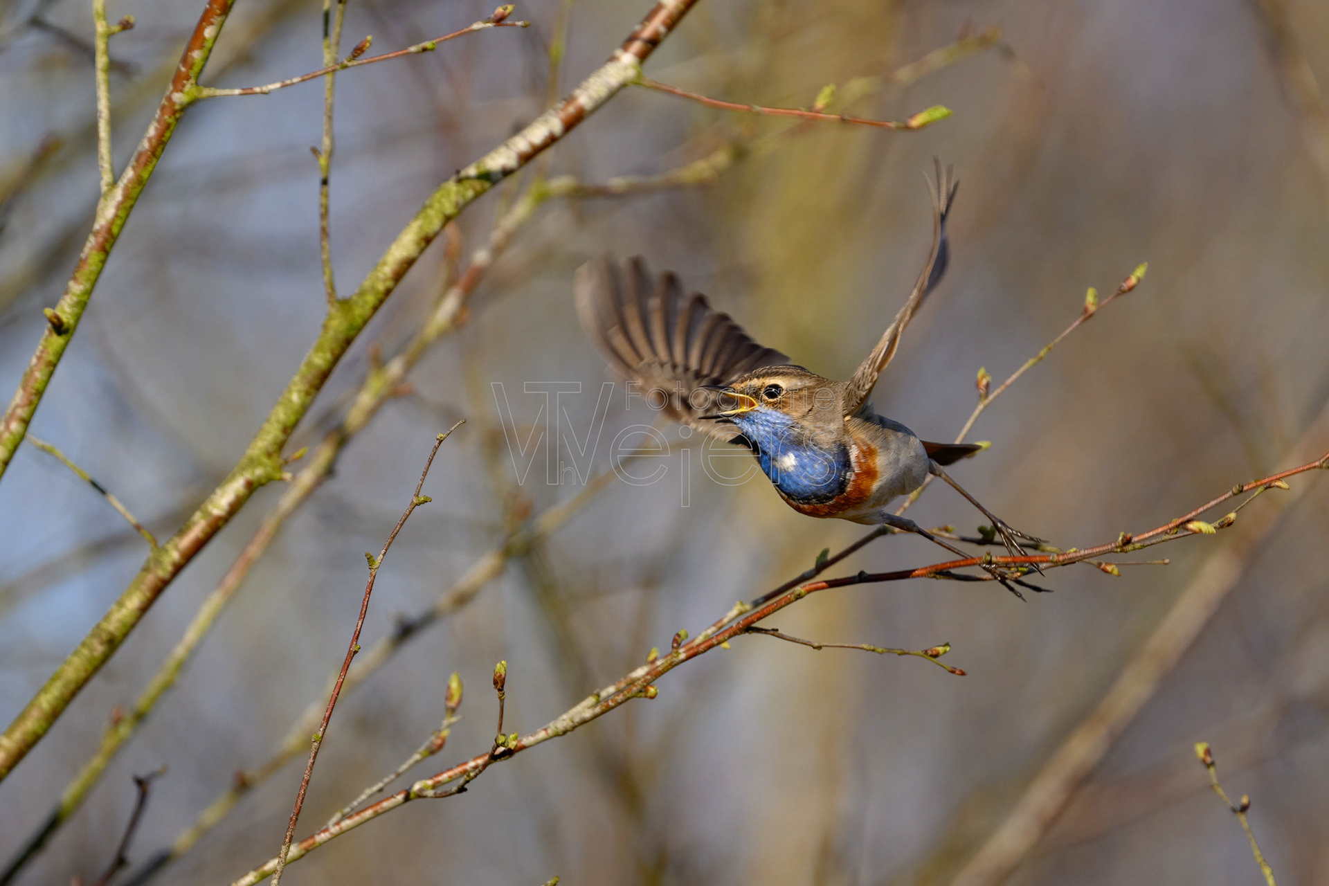 Blaukehlchen, Europa