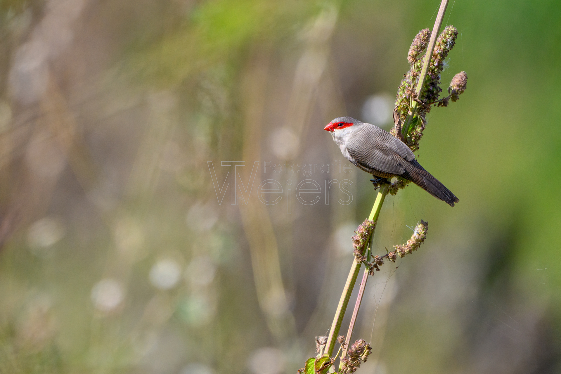 Wellenastrild, Afrika