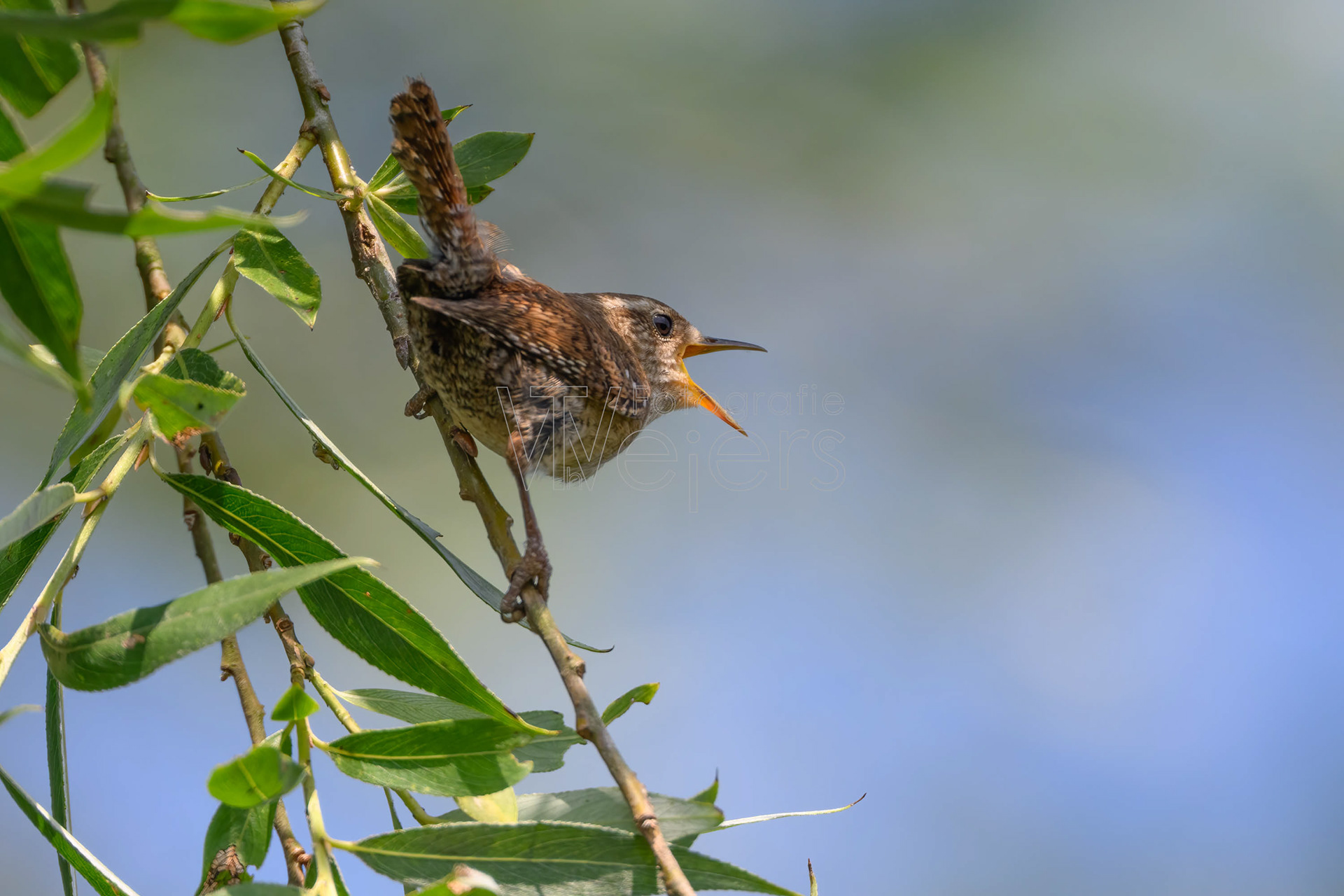 Zaunkönig, Deutschland