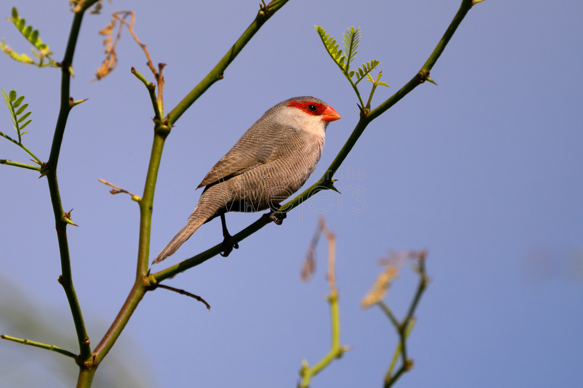 Wellenastrild, Afrika